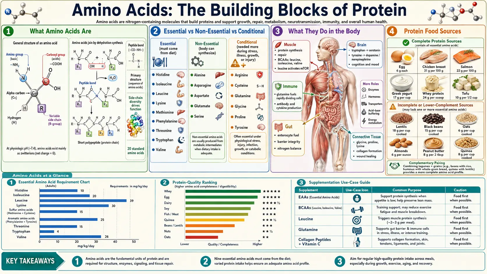 Amino Acids — scientific infographic poster