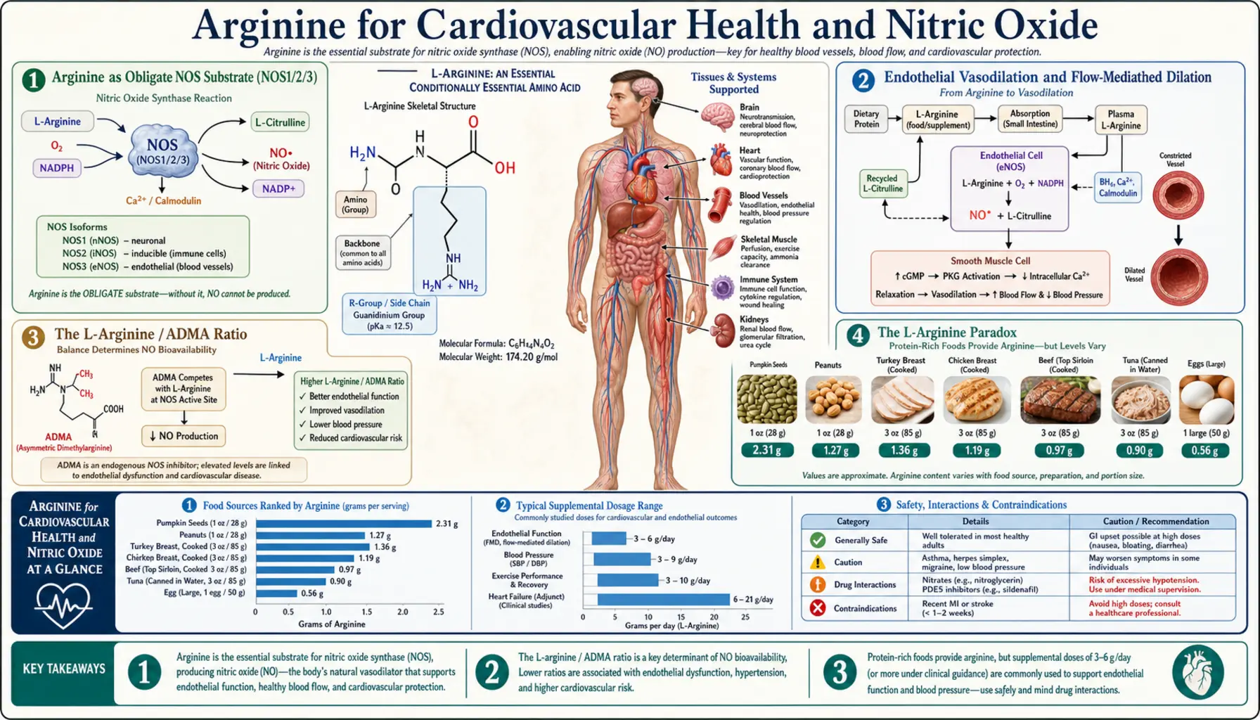 Cardiovascular and NO — scientific infographic poster
