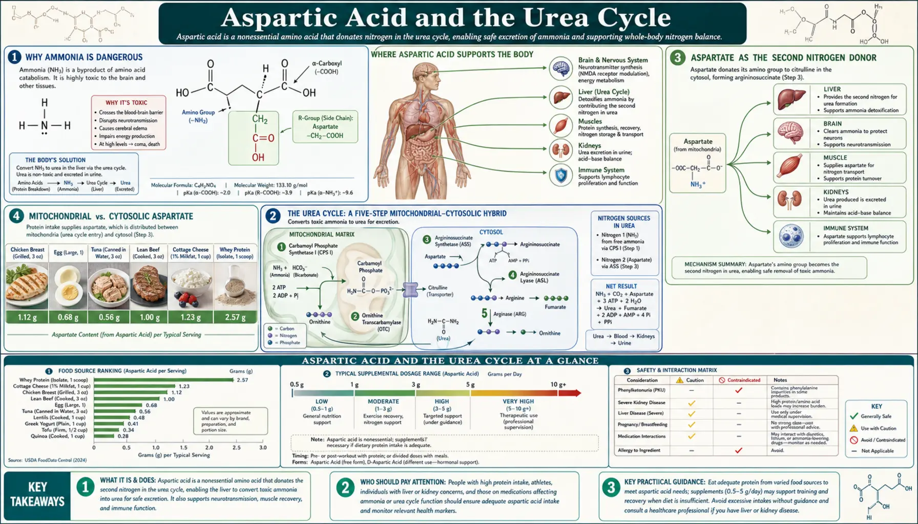Urea Cycle — scientific infographic poster