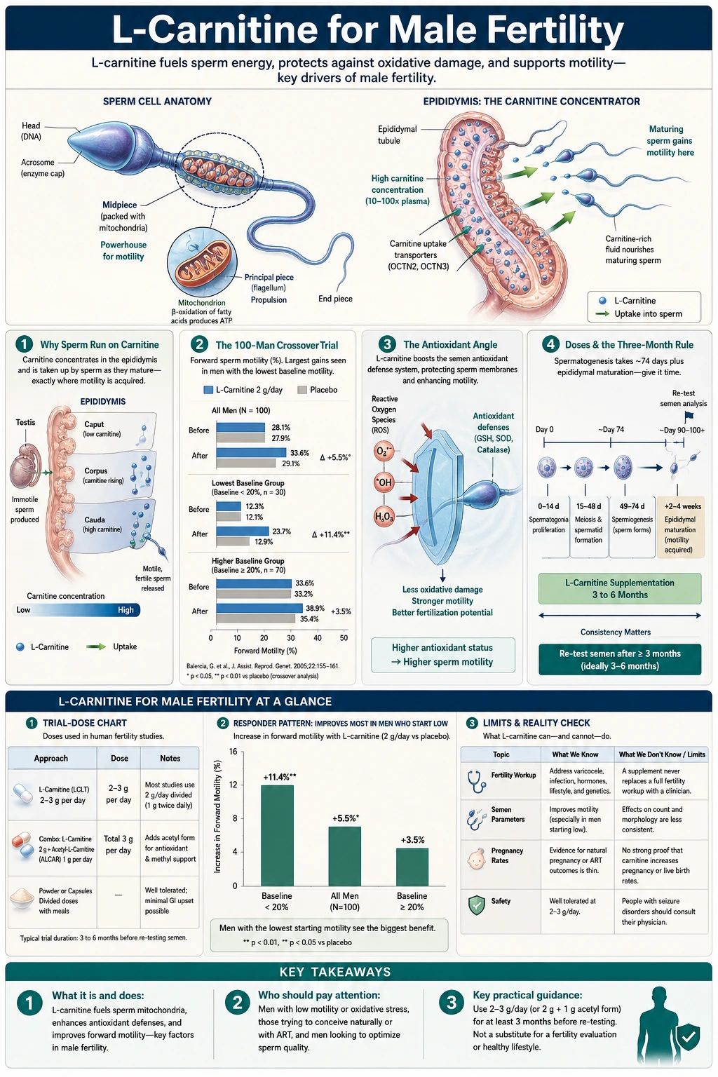 Male Fertility — scientific infographic poster