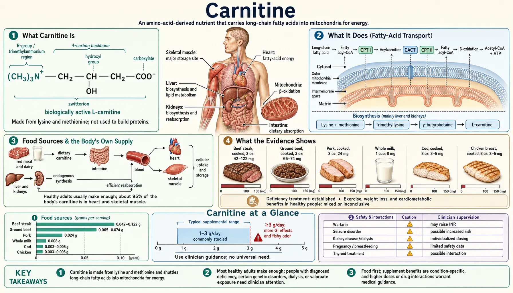 Carnitine — scientific infographic poster