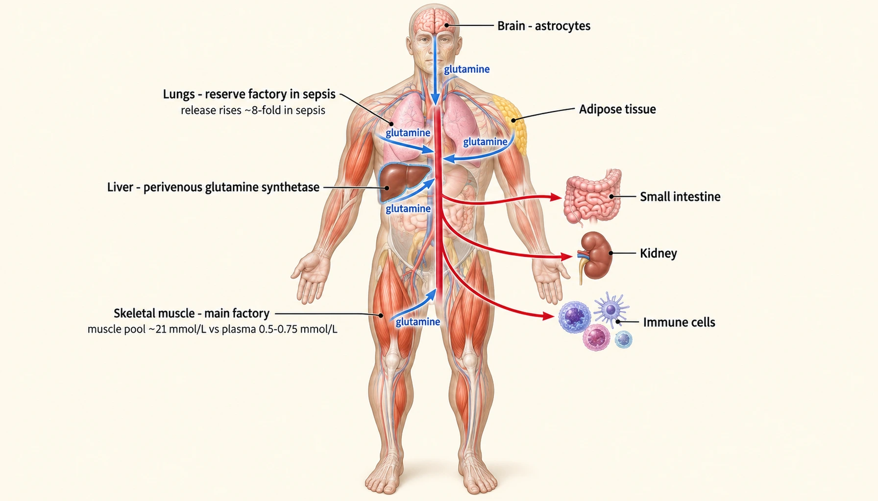 Anatomical map of the tissues that make glutamine and the tissues that consume it