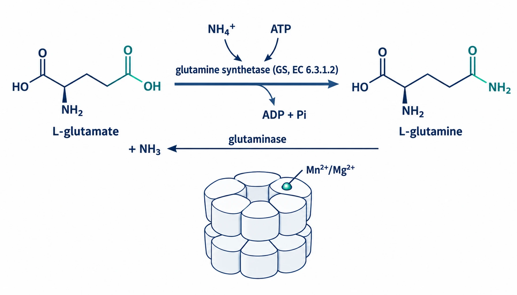 Glutamine synthetase reaction: glutamate plus ammonia and ATP become glutamine