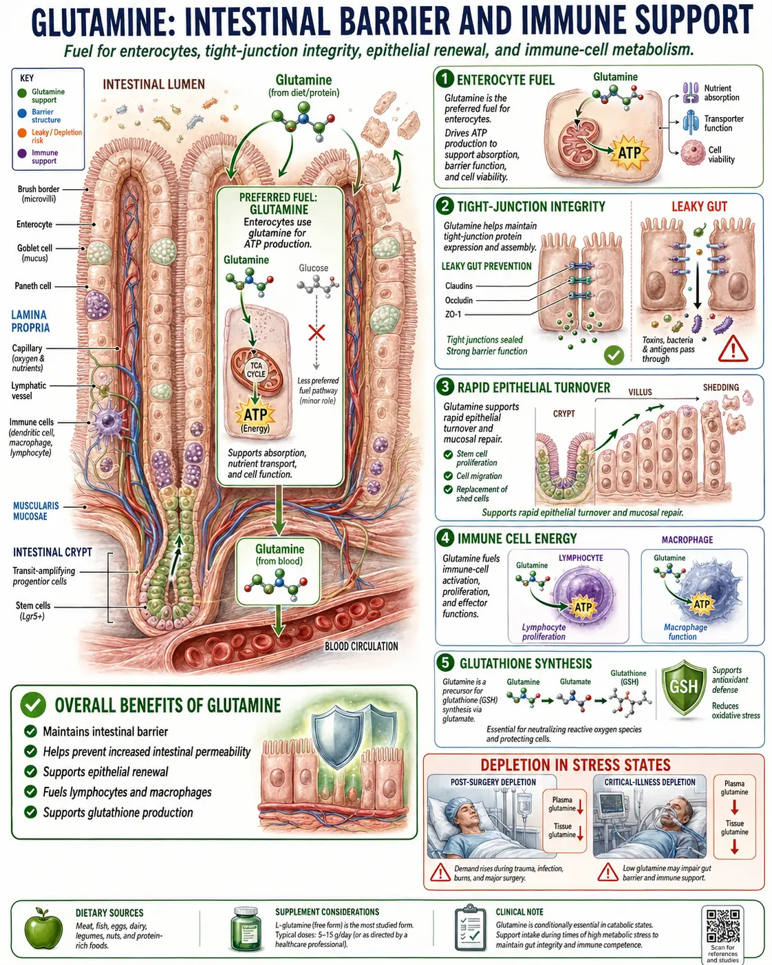 Glutamine gut immune mechanism
