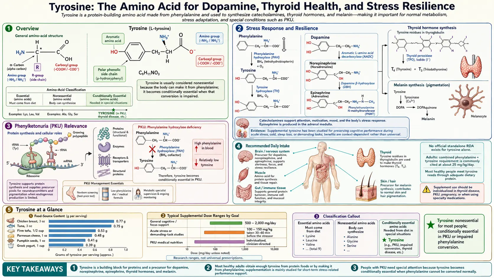 Tyrosine — scientific infographic poster