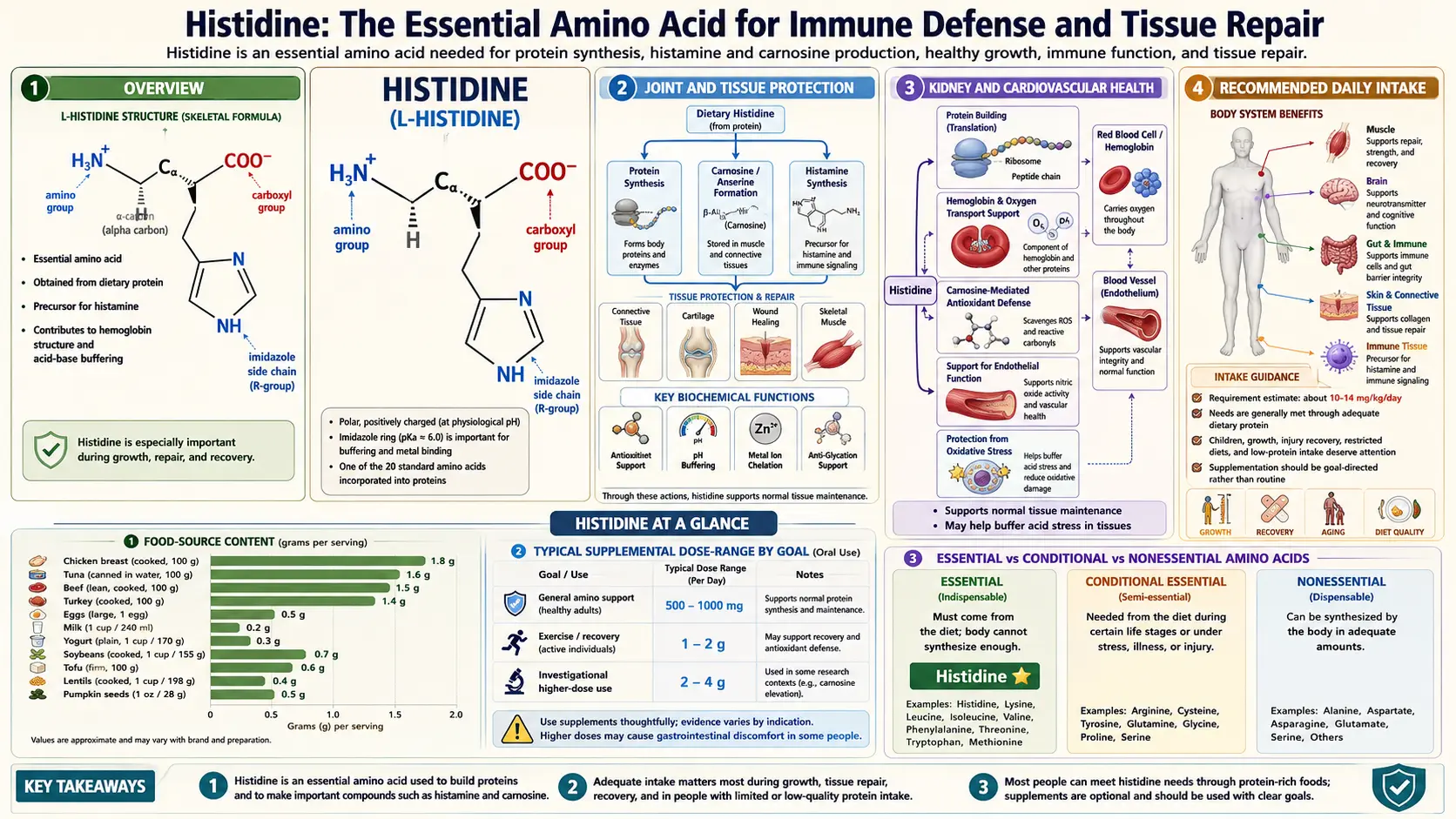 Histidine — scientific infographic poster