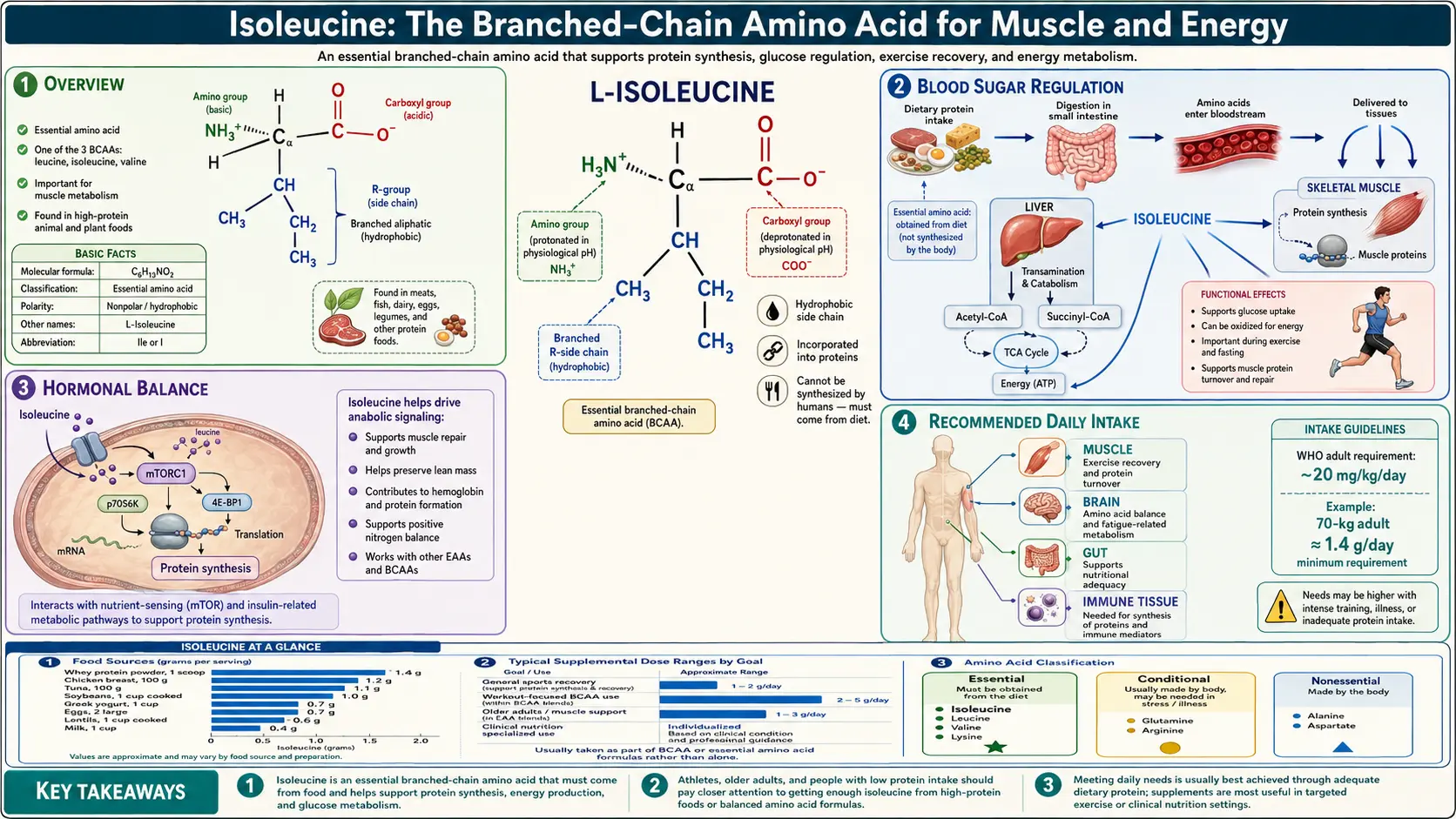 Isoleucine — scientific infographic poster