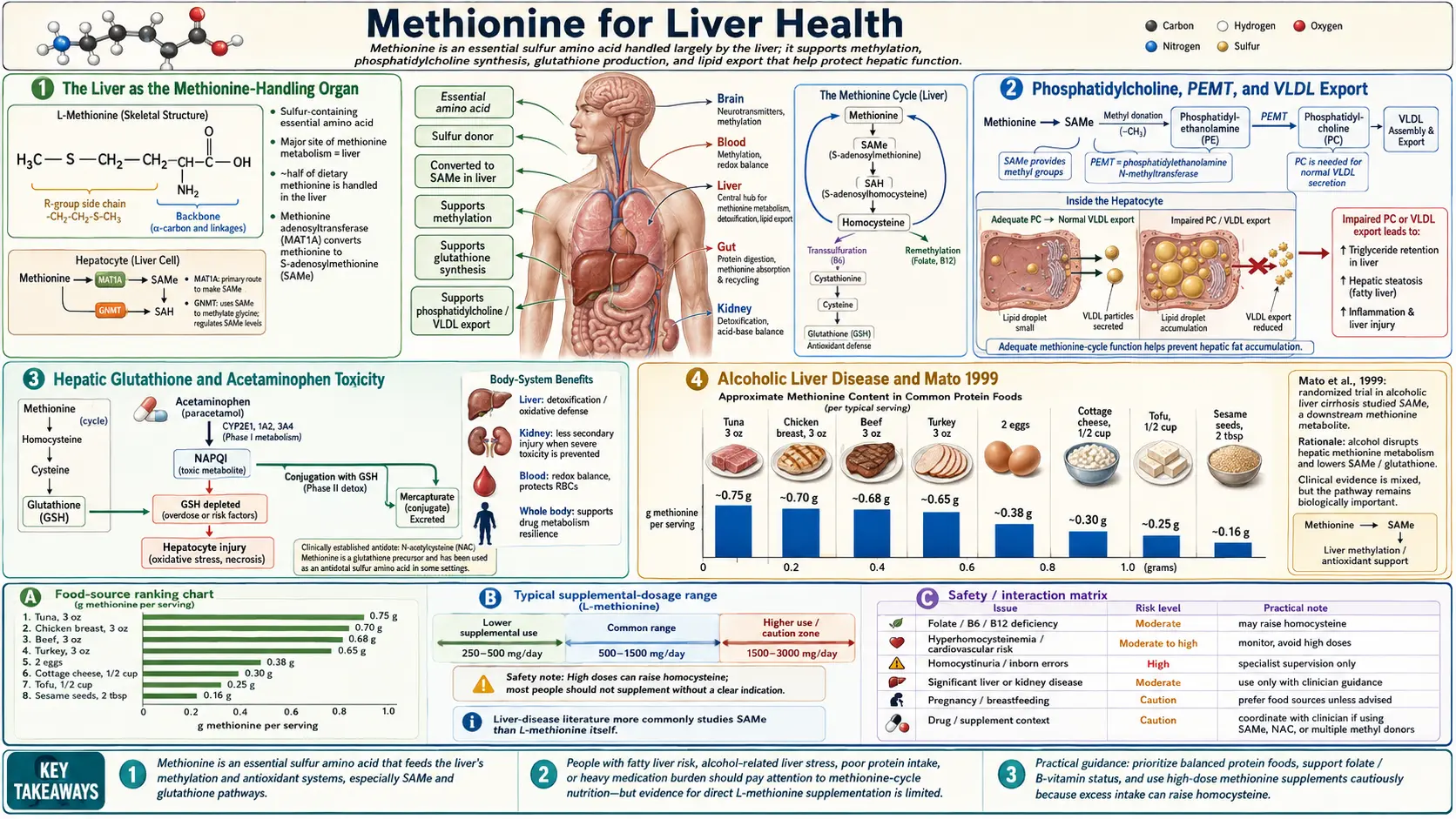 Liver Health — scientific infographic poster