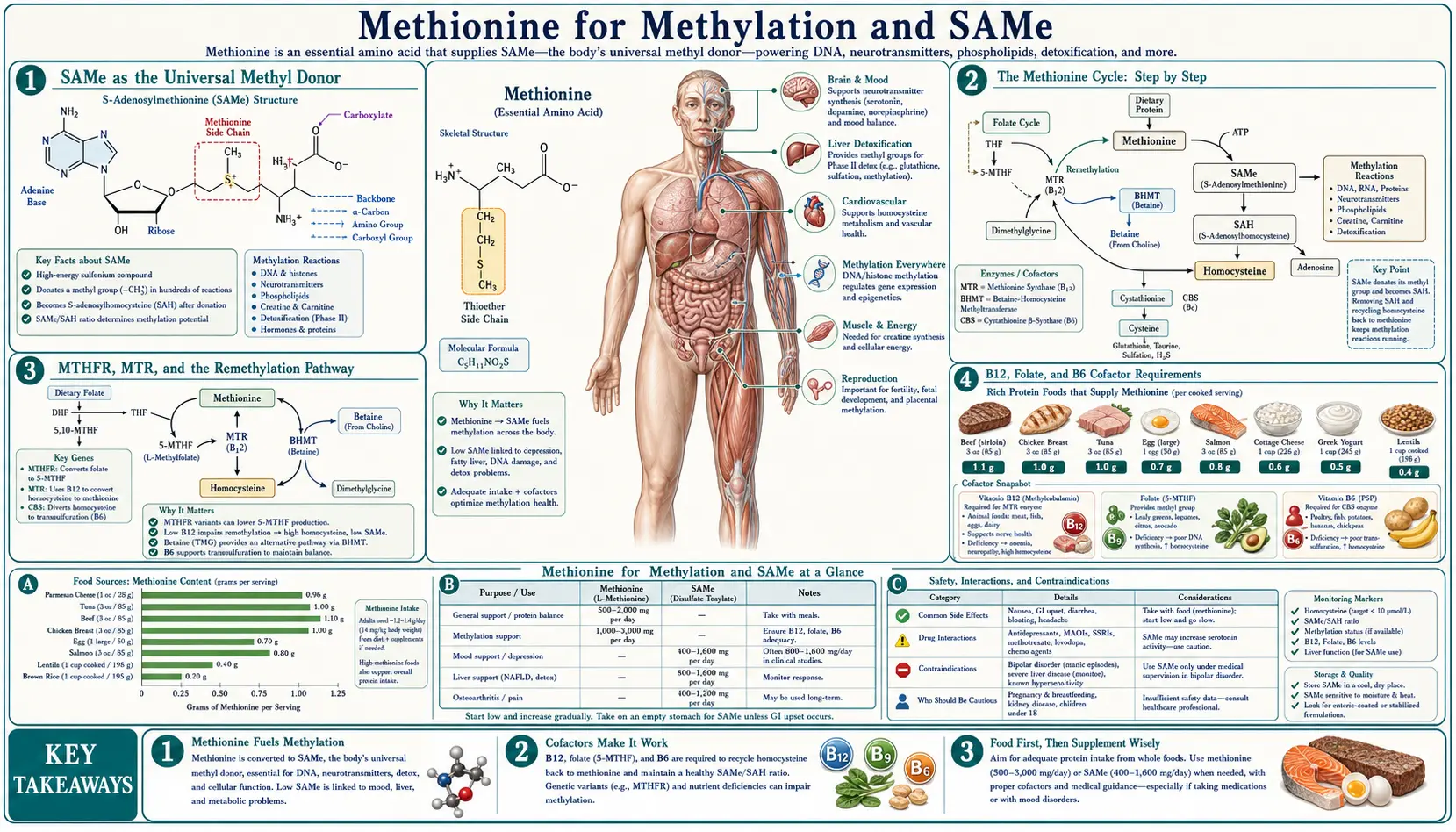 Methylation and SAMe — scientific infographic poster