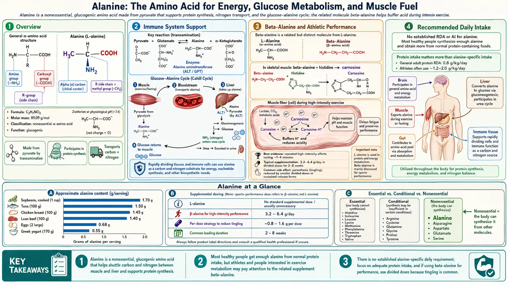 Alanine — scientific infographic poster