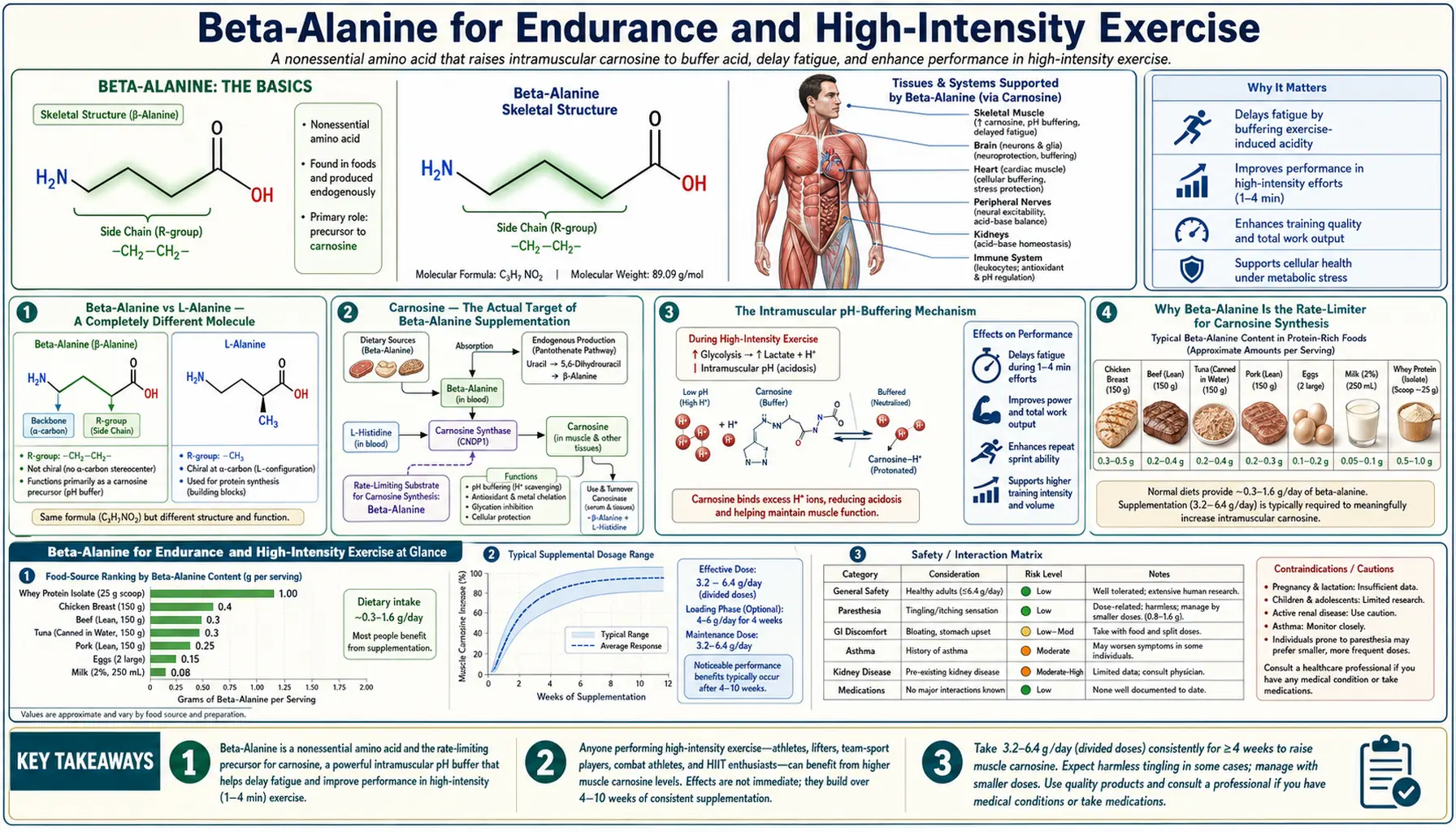 Beta Alanine for Endurance — scientific infographic poster