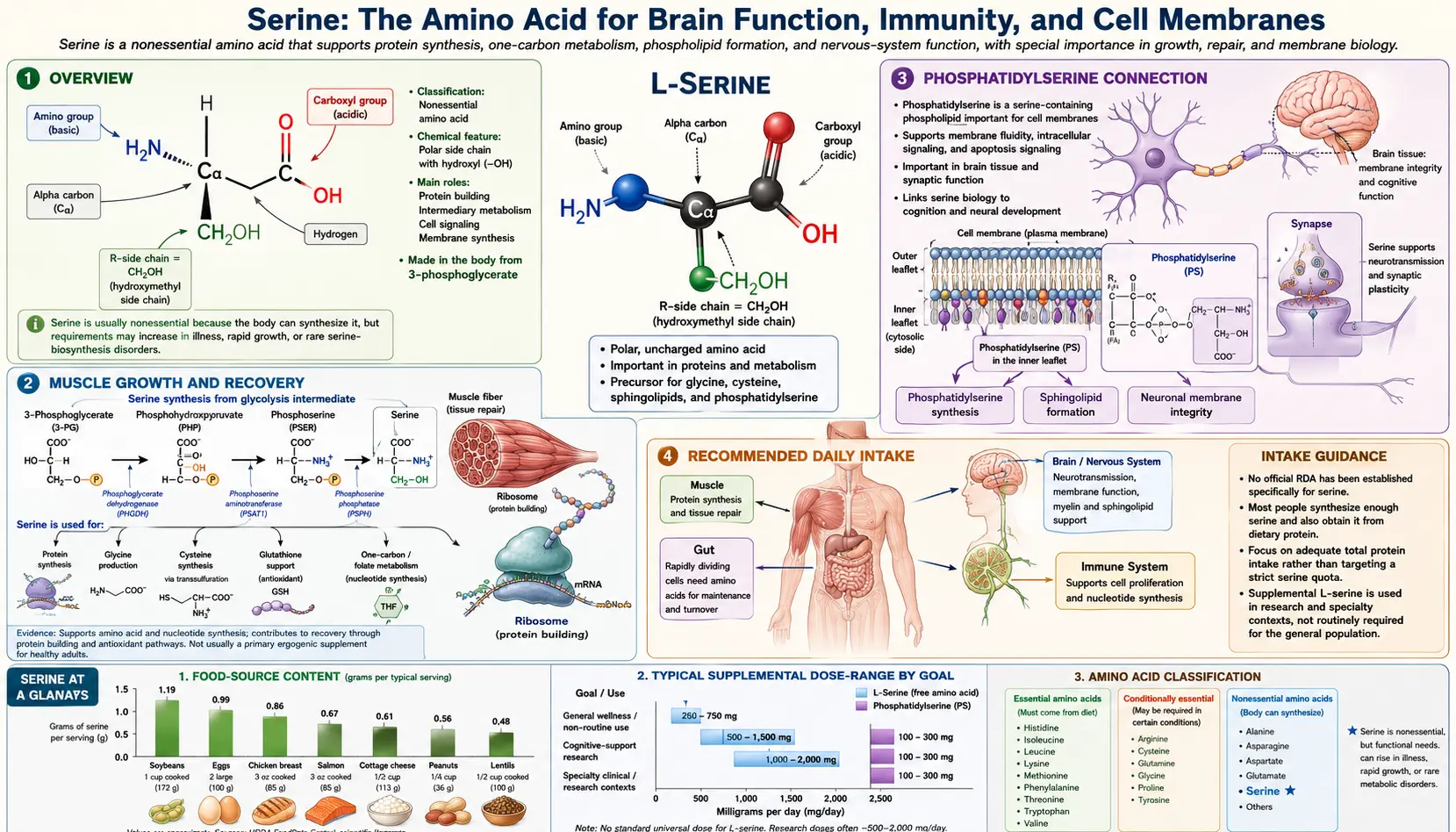 Serine — scientific infographic poster