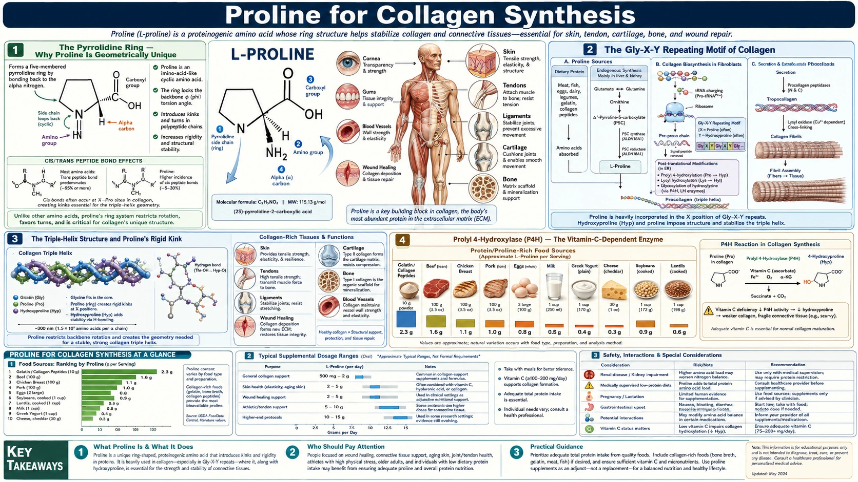 Collagen Synthesis — scientific infographic poster