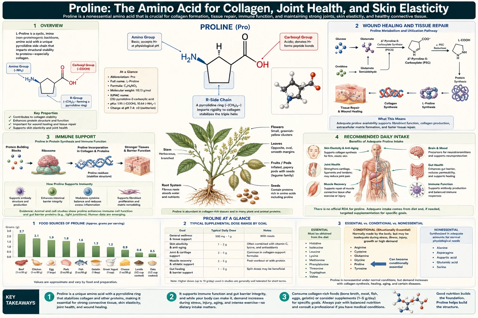 Proline — scientific infographic poster
