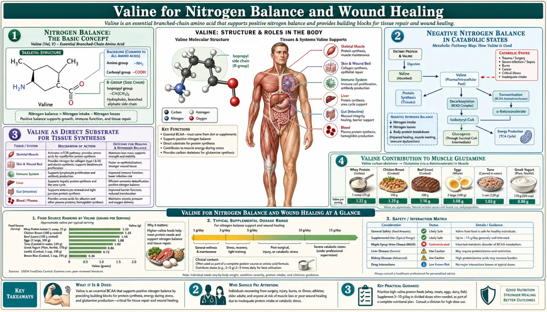 Nitrogen Balance and Wound Healing — scientific infographic poster