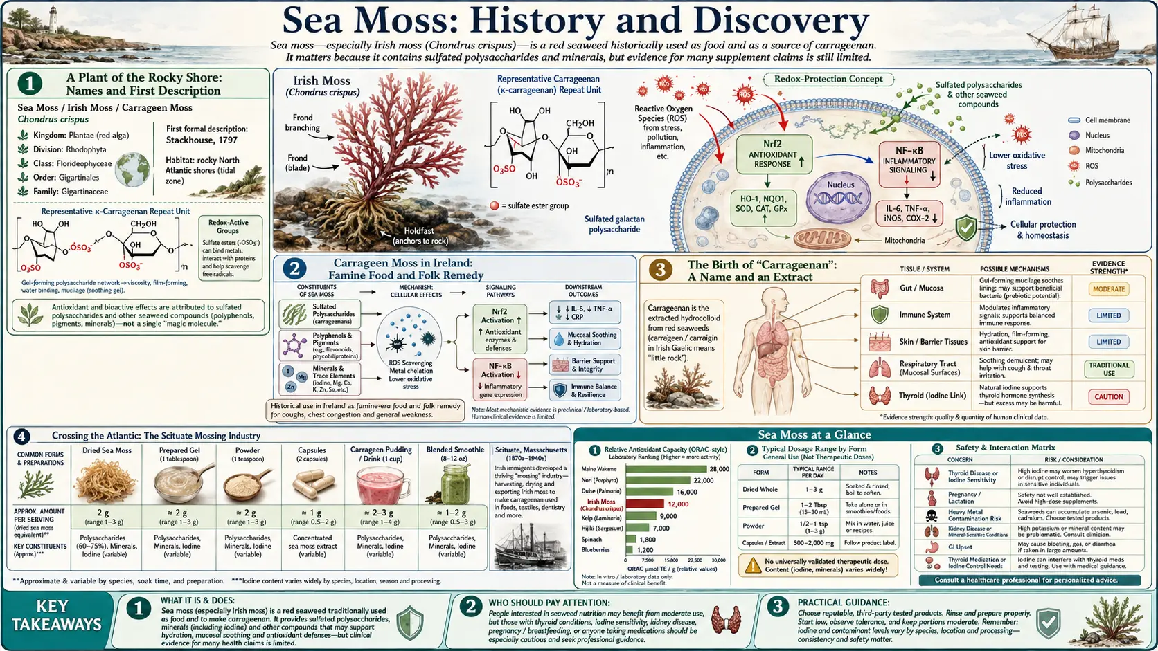 History — scientific infographic poster
