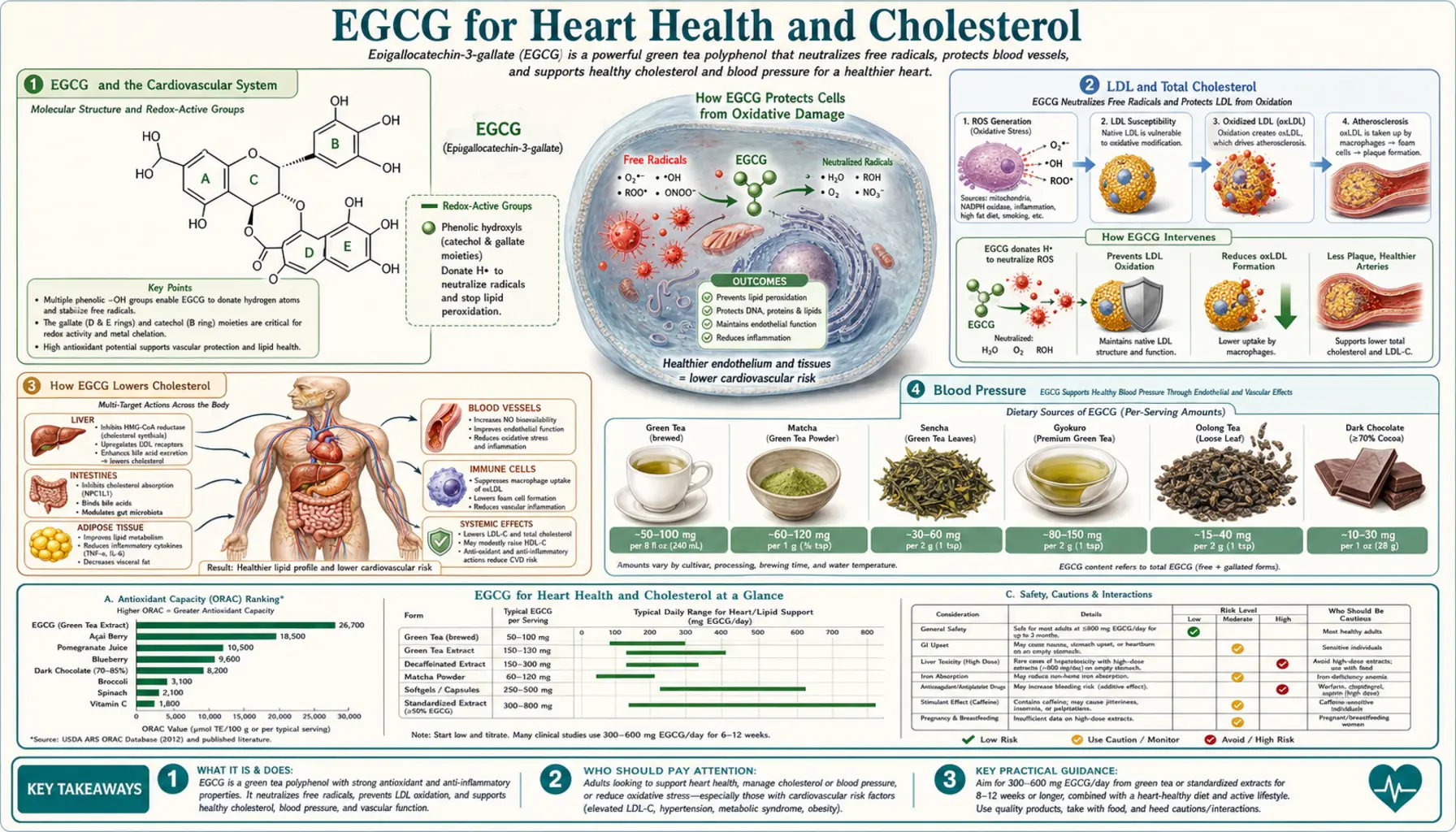 Heart and Cholesterol — scientific infographic poster