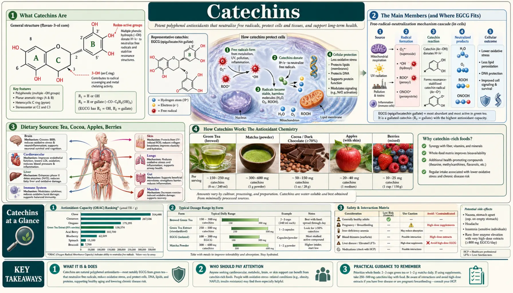 Catechin — scientific infographic poster