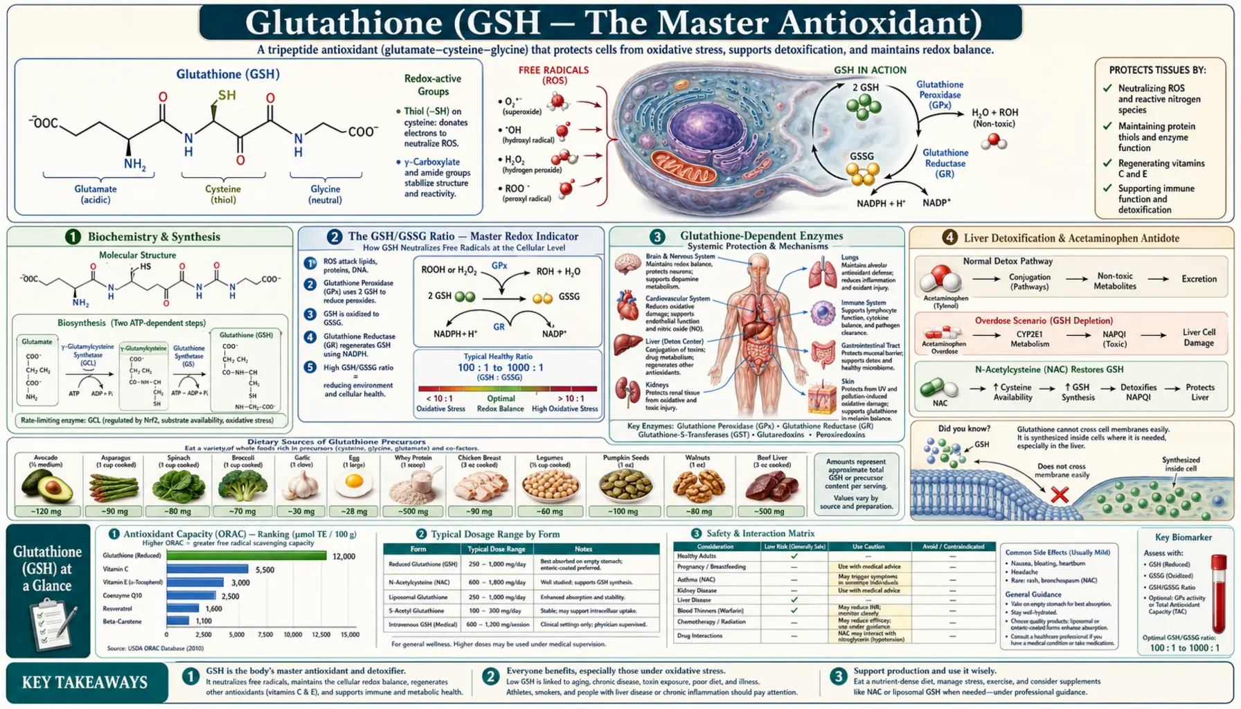 Glutathione — scientific infographic poster
