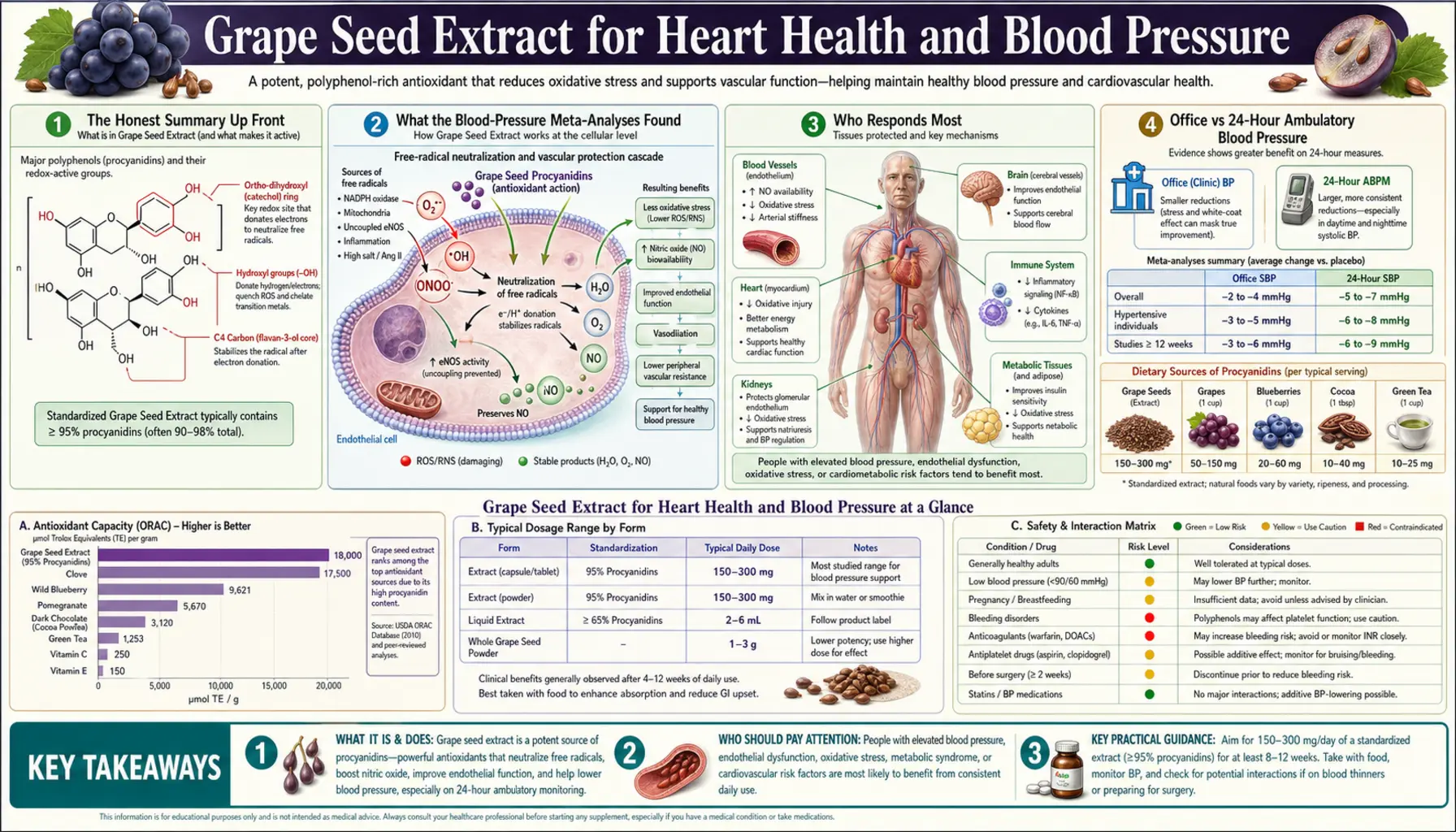 Heart and Blood Pressure — scientific infographic poster