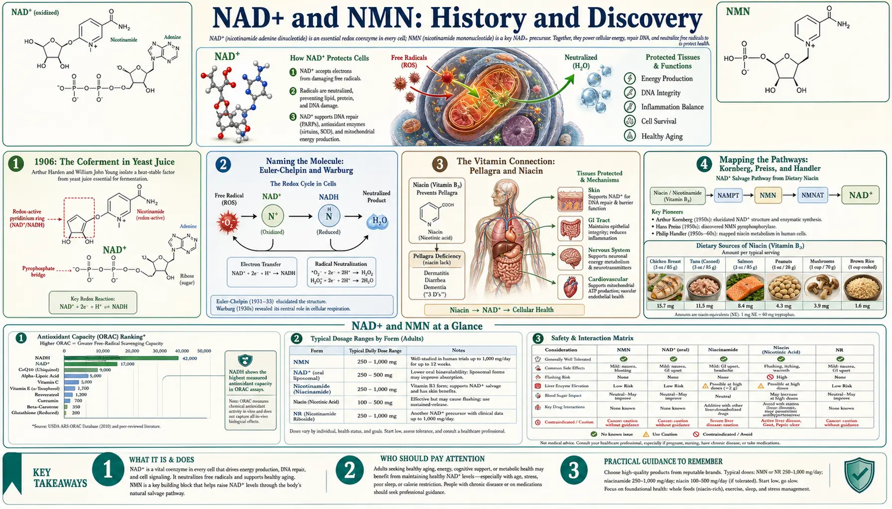 History — scientific infographic poster