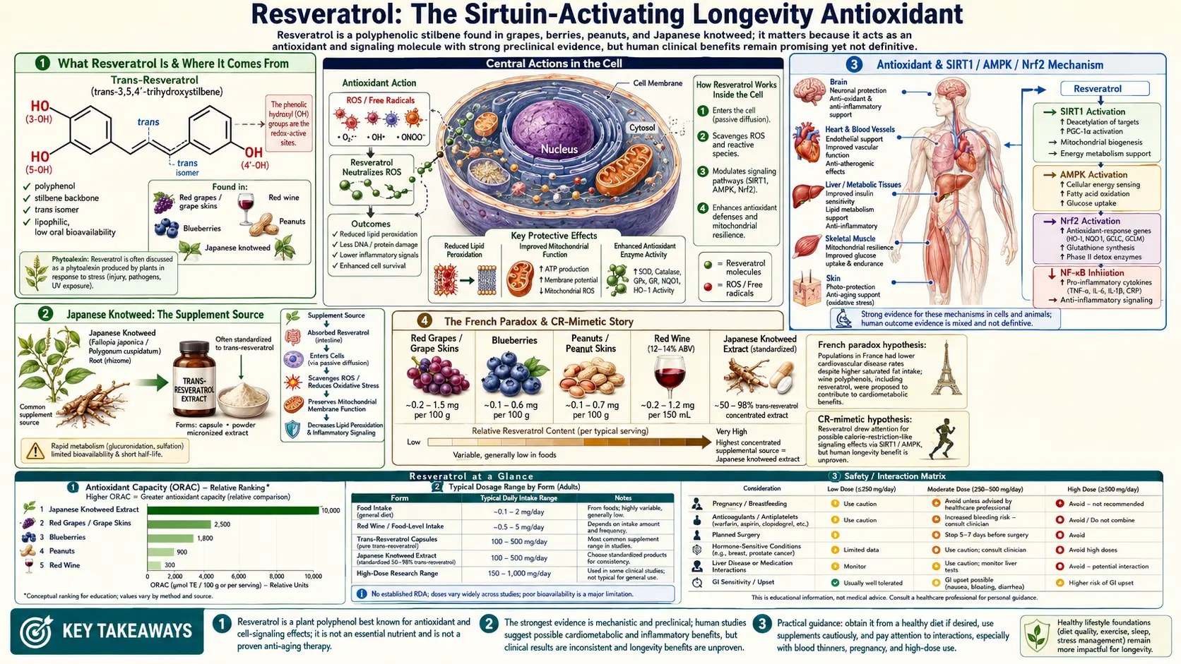Resveratrol — scientific infographic poster