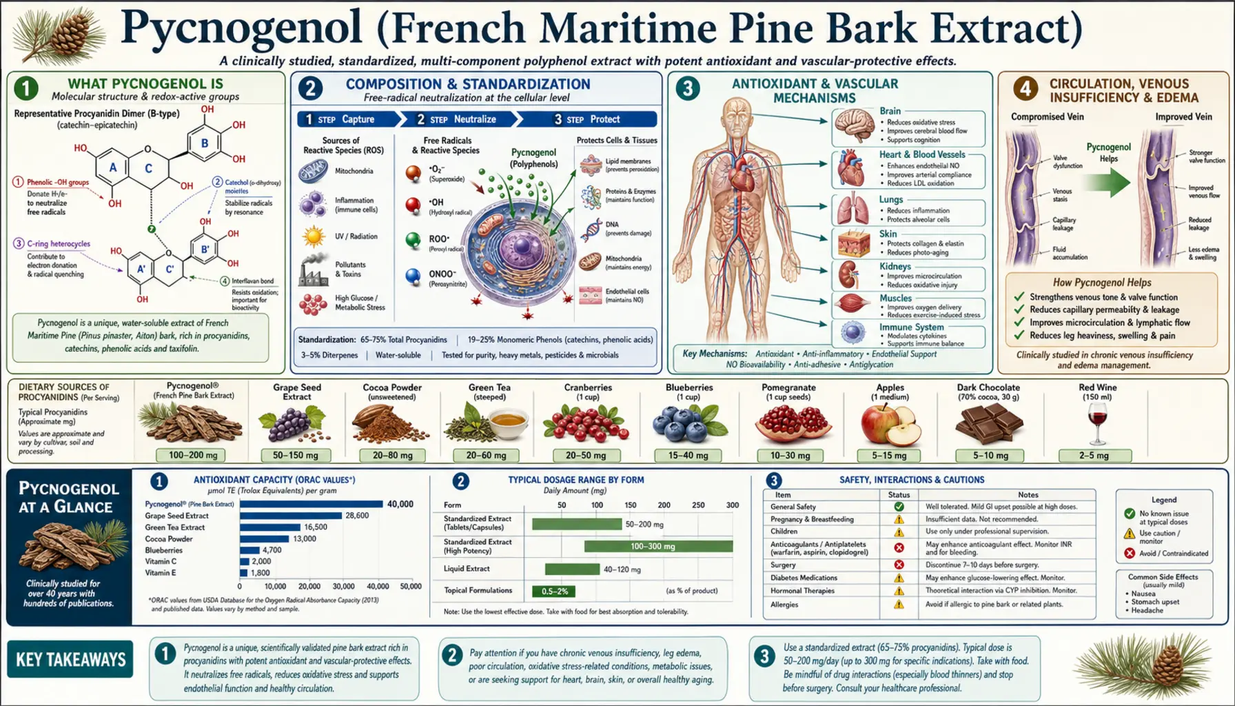 Pycnogenol — scientific infographic poster