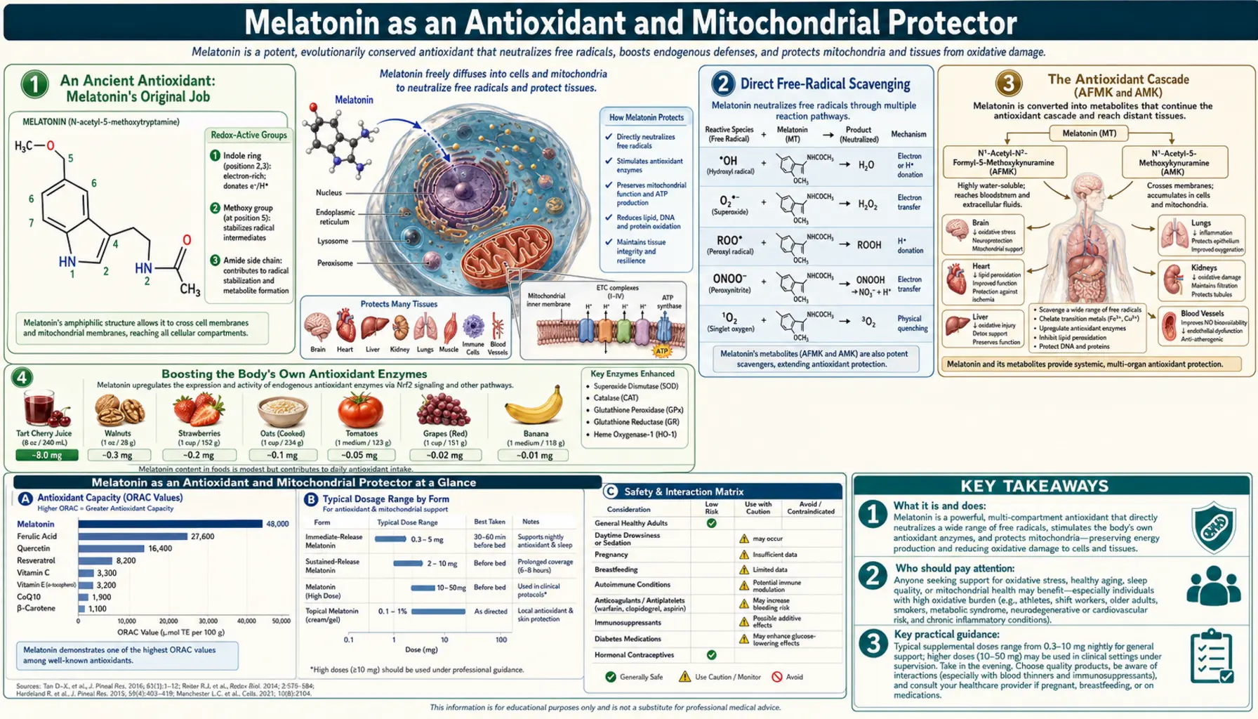 Antioxidant and Mitochondria — scientific infographic poster