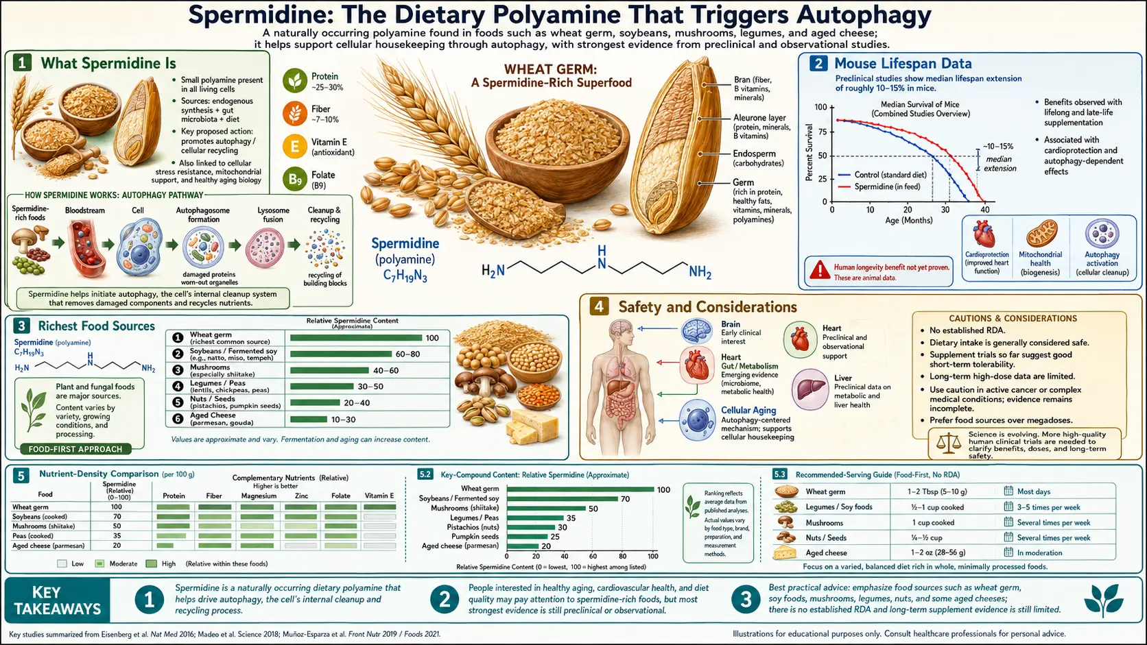 Spermidine — scientific infographic poster