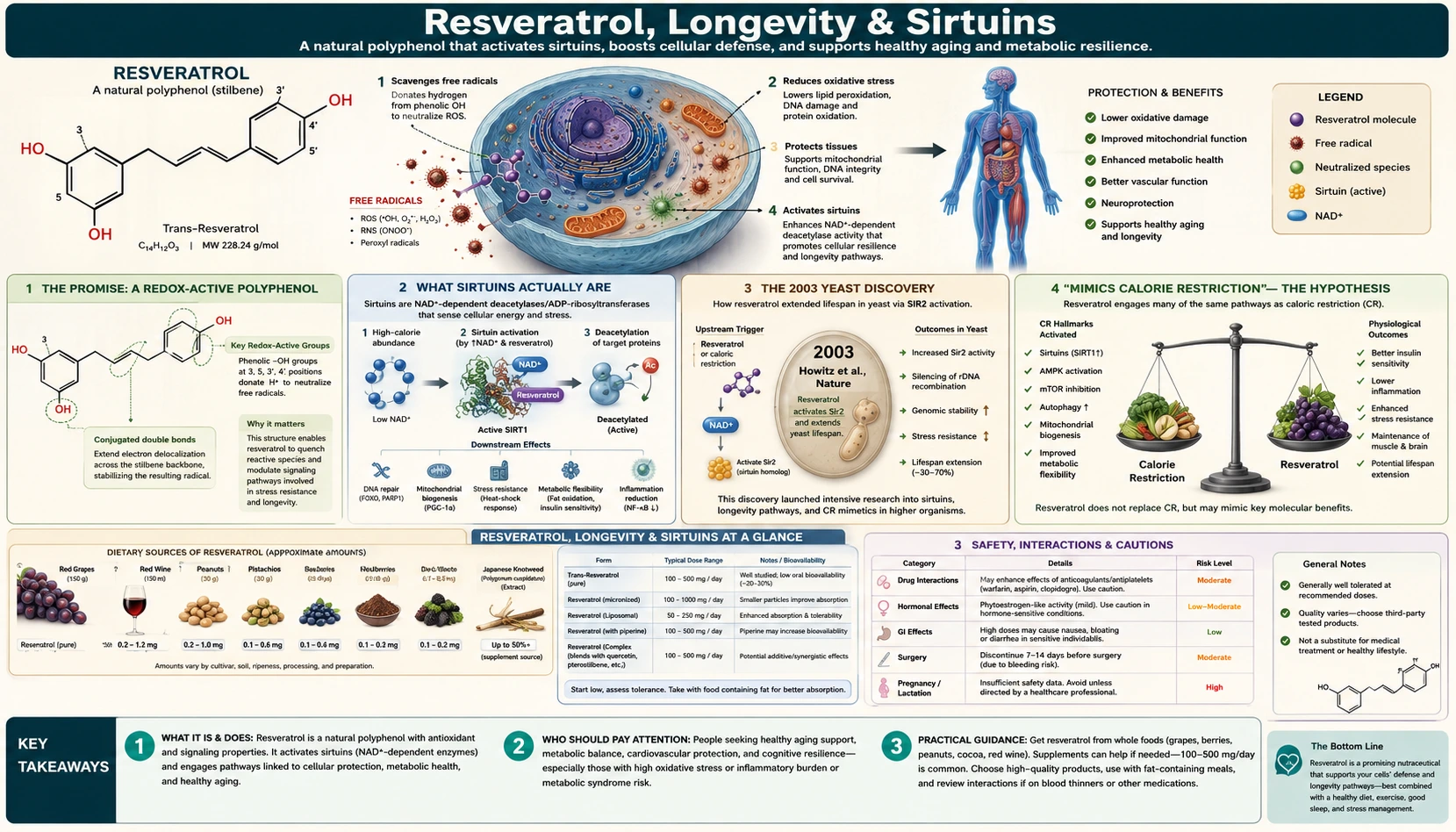 Longevity and Sirtuins — scientific infographic poster