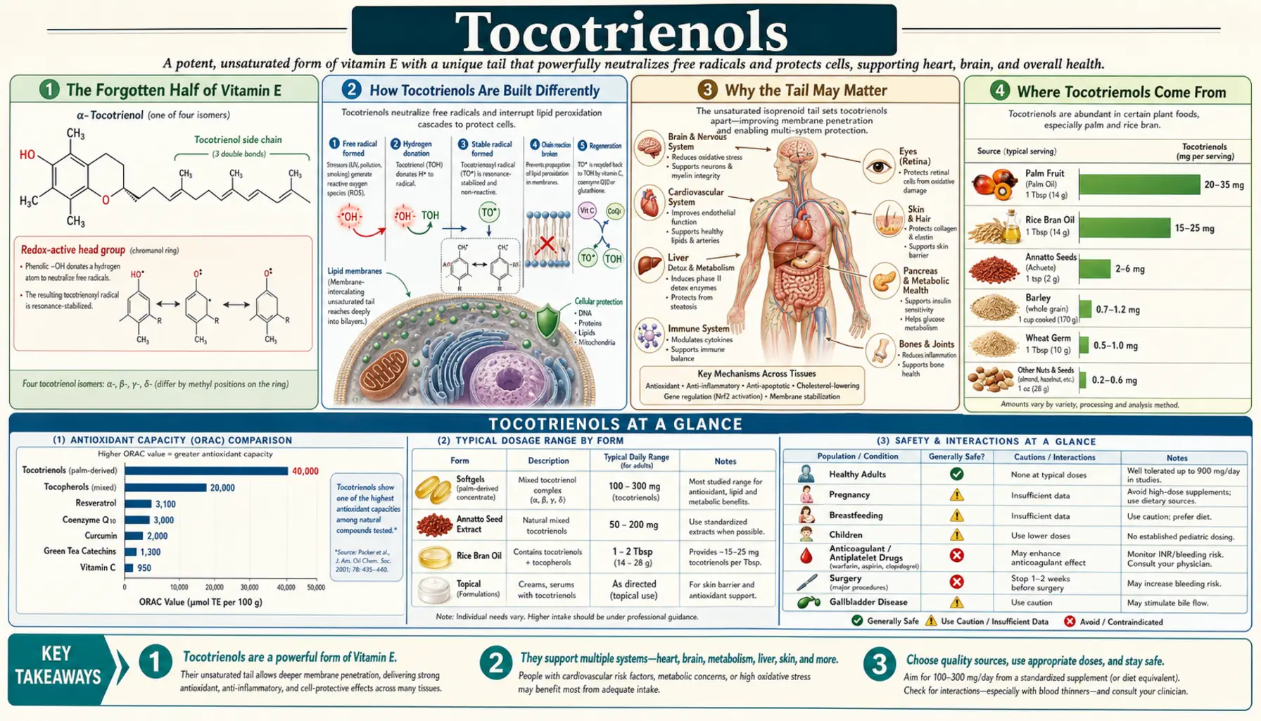 Tocotrienols — scientific infographic poster