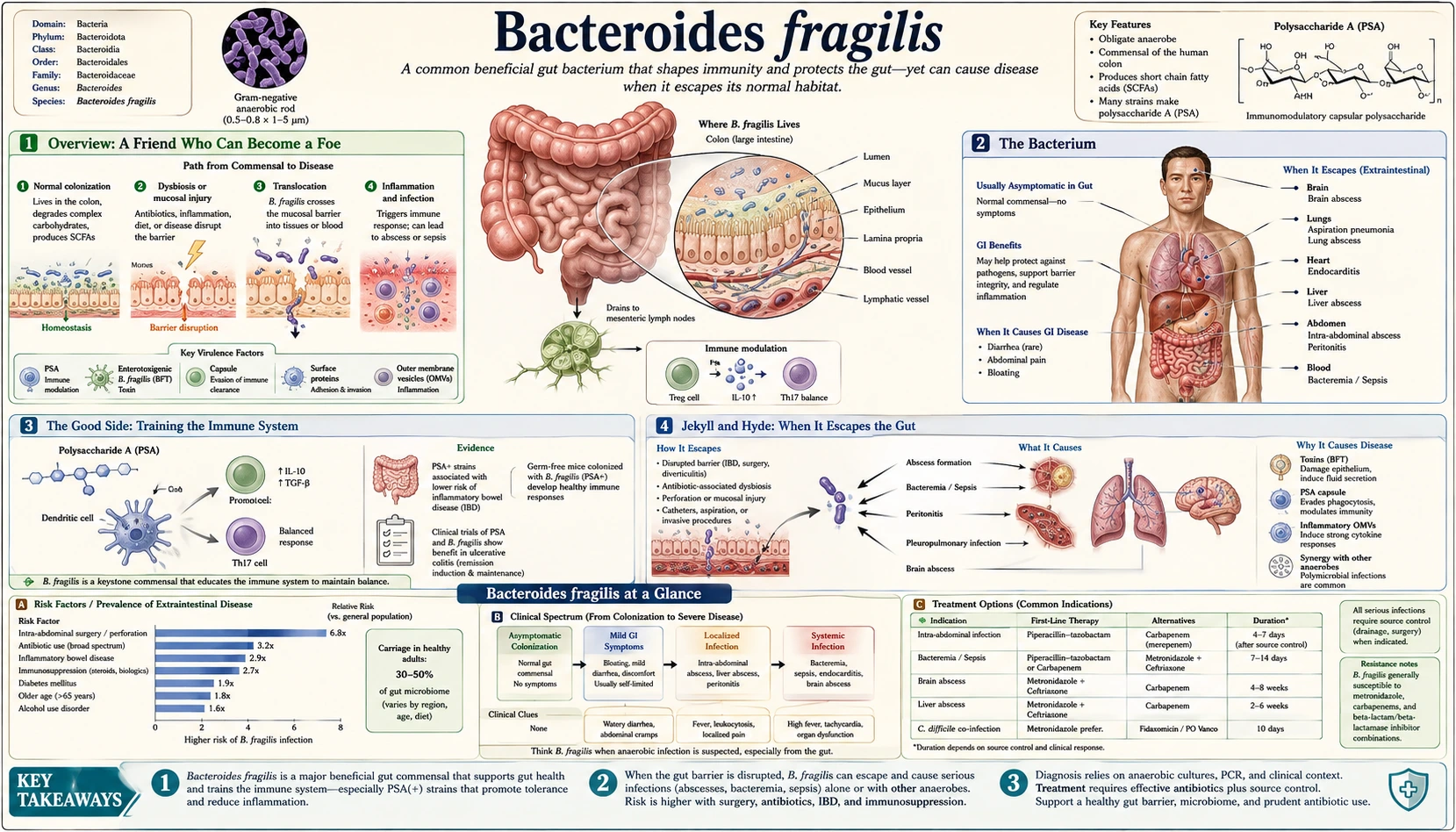 Bacteroides Fragilis — scientific infographic poster