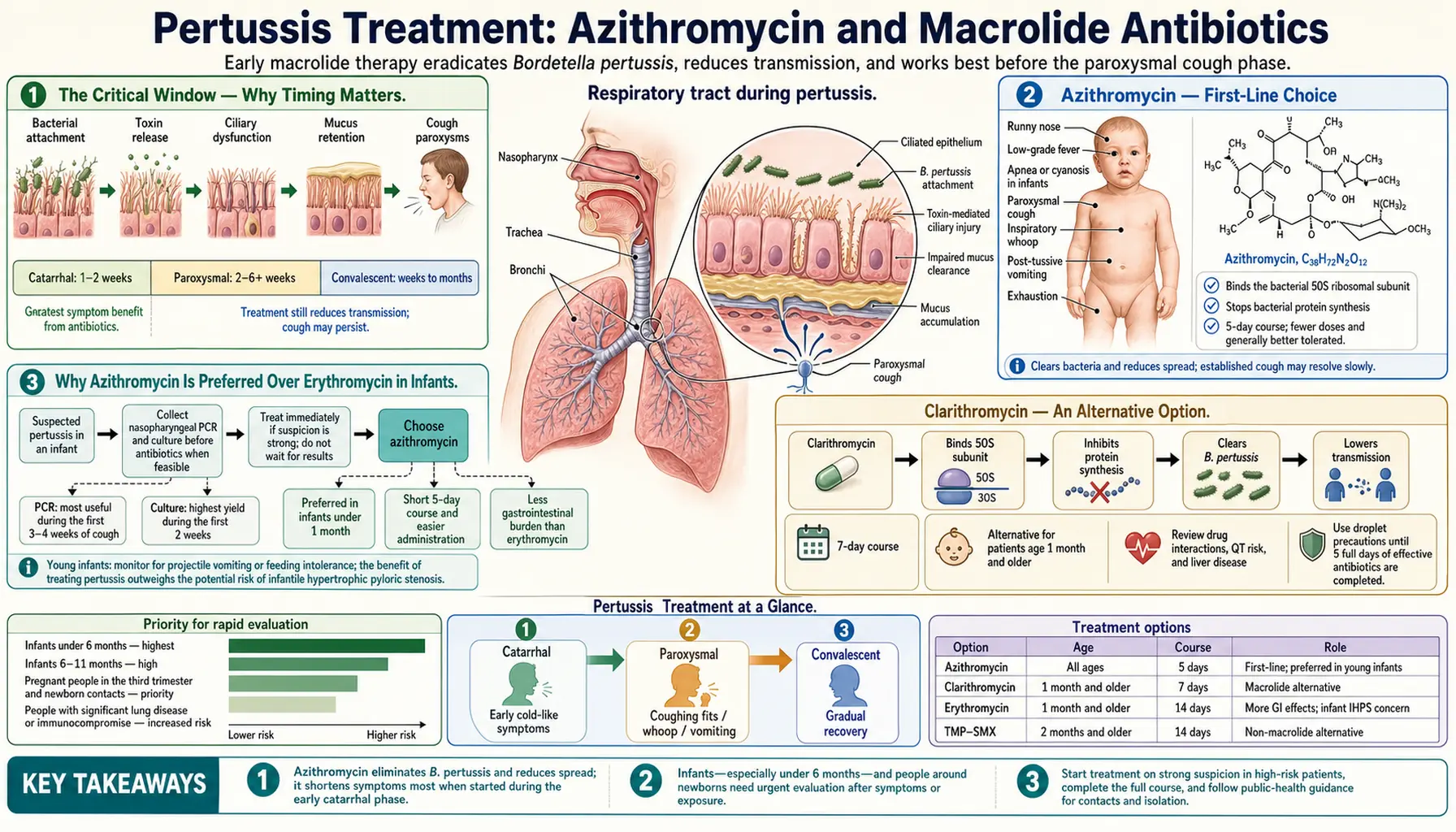 Azithromycin and Antibiotic Treatment — scientific infographic poster