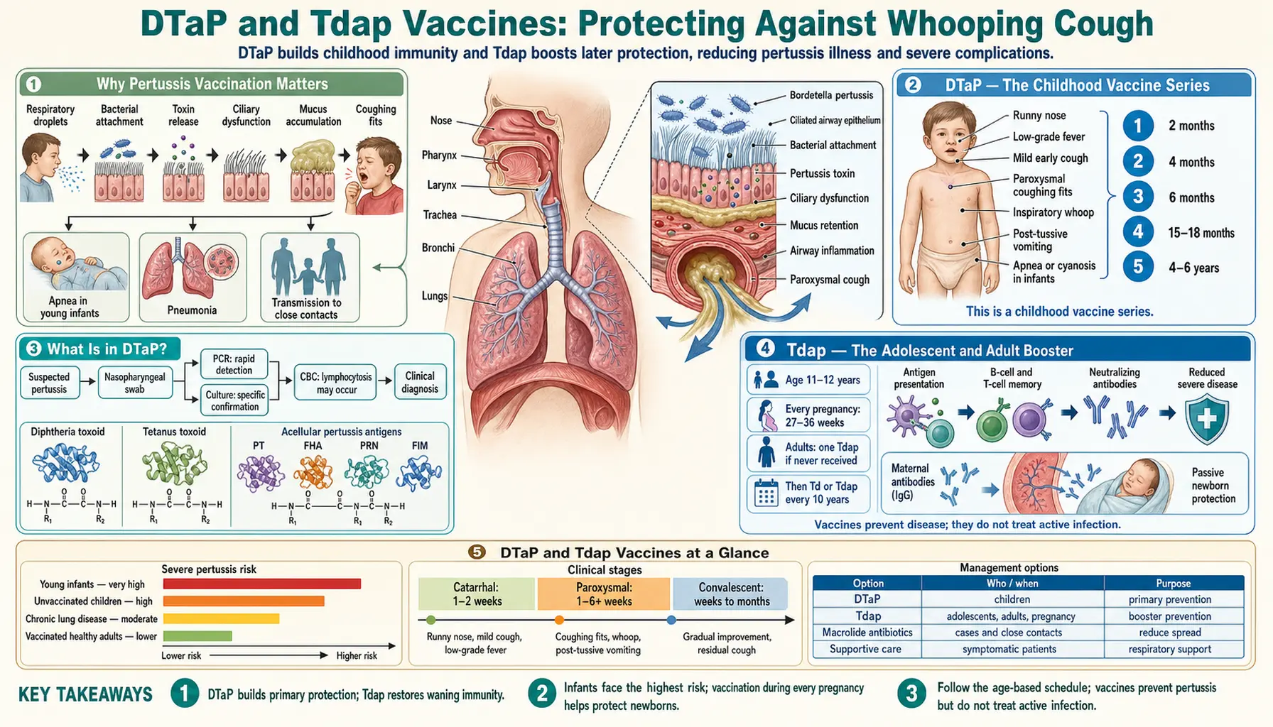 DTaP and Tdap Vaccines — scientific infographic poster