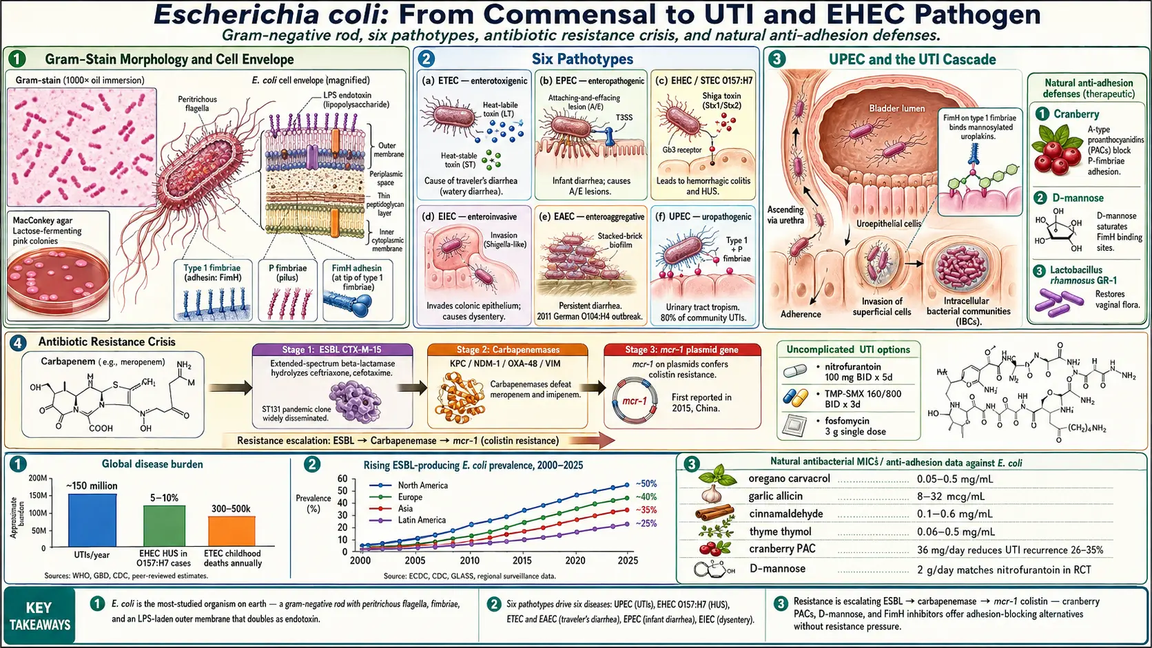 Escherichia coli — scientific infographic poster