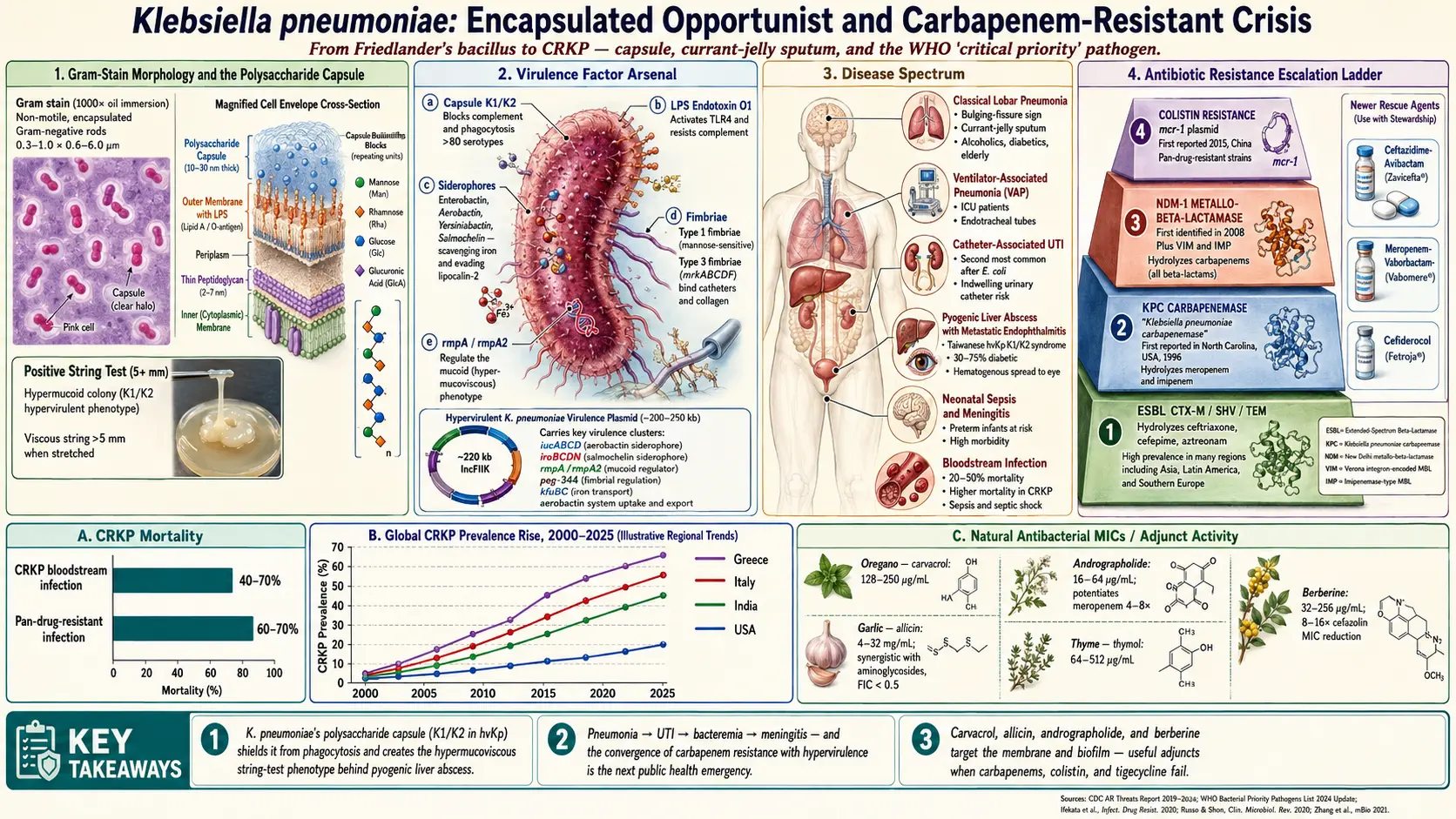 Klebsiella pneumoniae — scientific infographic poster