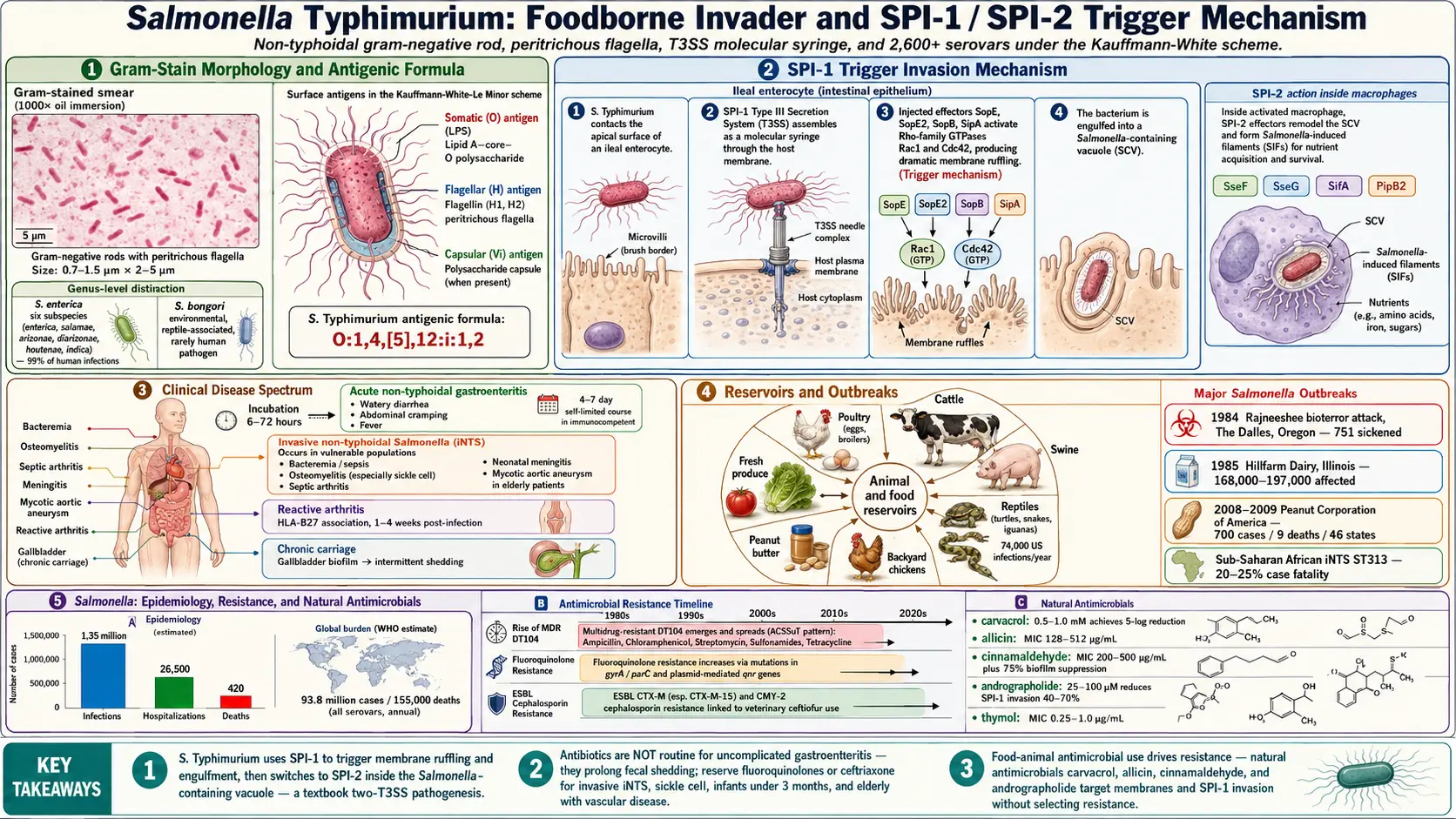 Salmonella Typhimurium — scientific infographic poster