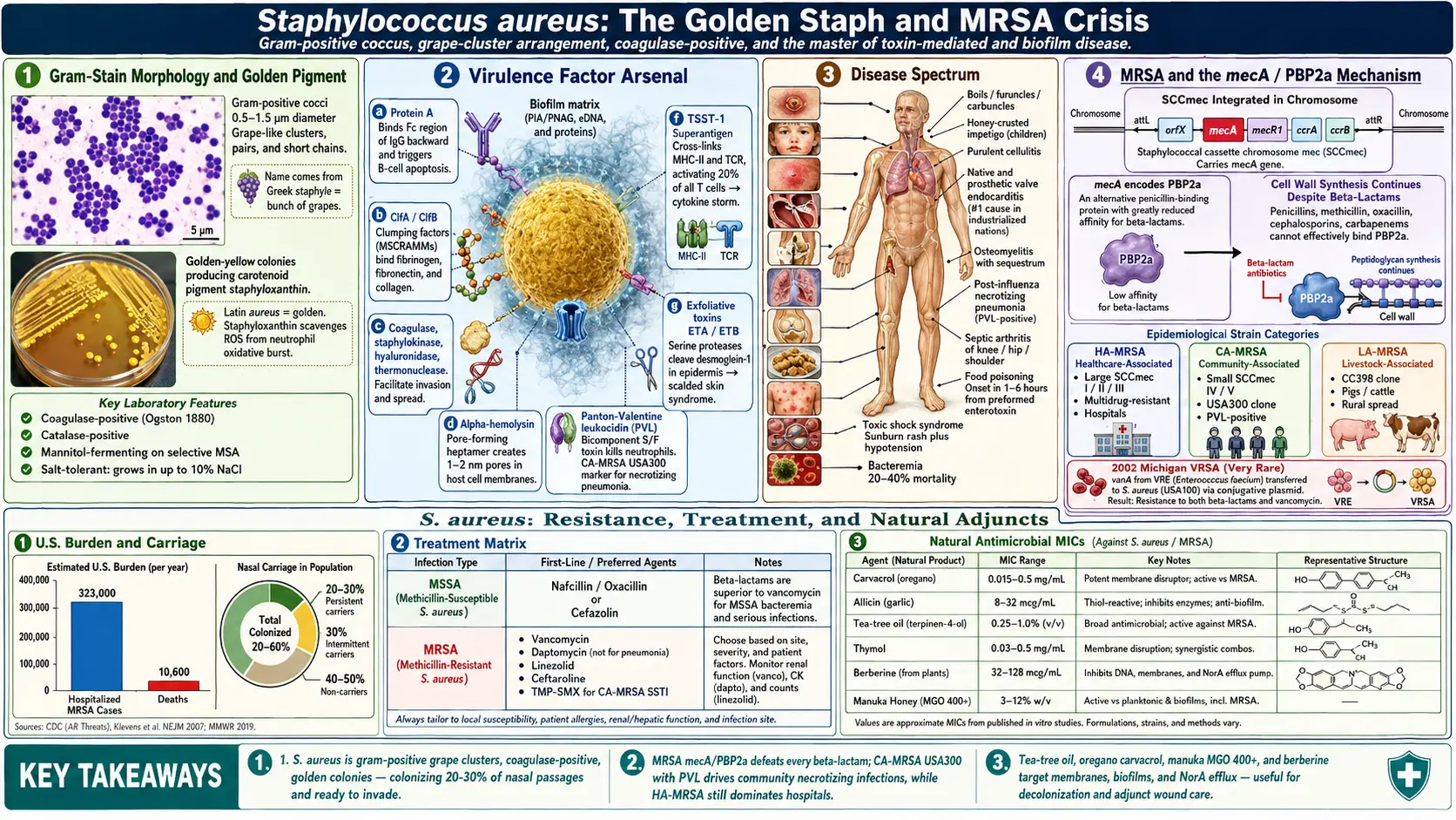 Staphylococcus aureus — scientific infographic poster