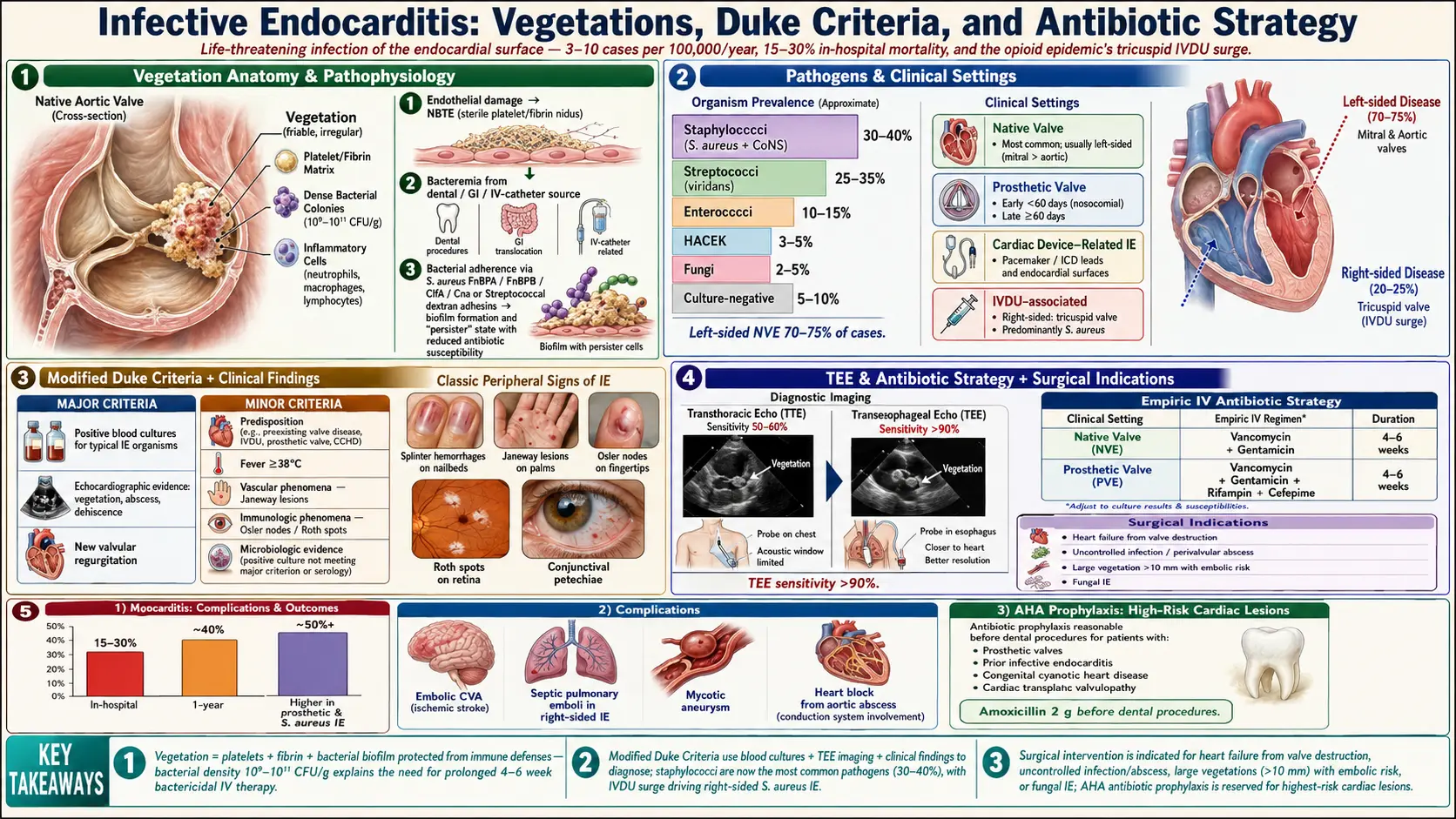 Endocarditis — scientific infographic poster