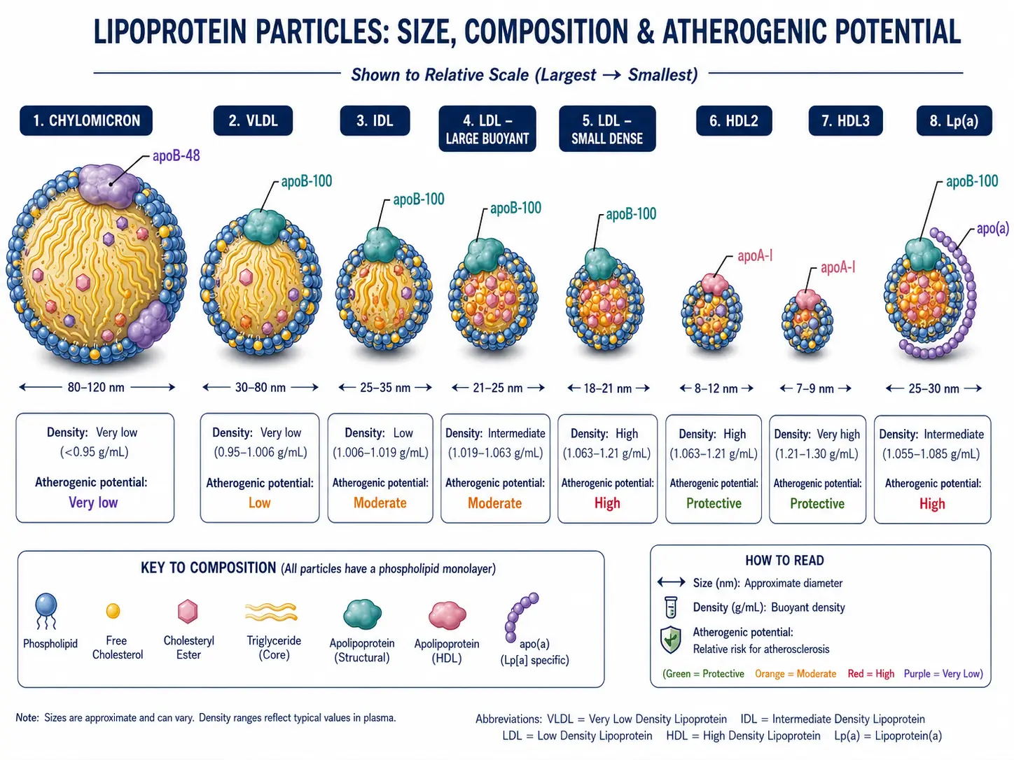 Lipid particles to scale: chylomicron, VLDL, IDL, LDL subtypes, HDL, Lp(a)