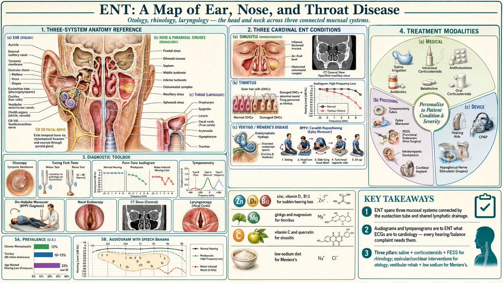 ENT (Otolaryngology) — scientific infographic poster
