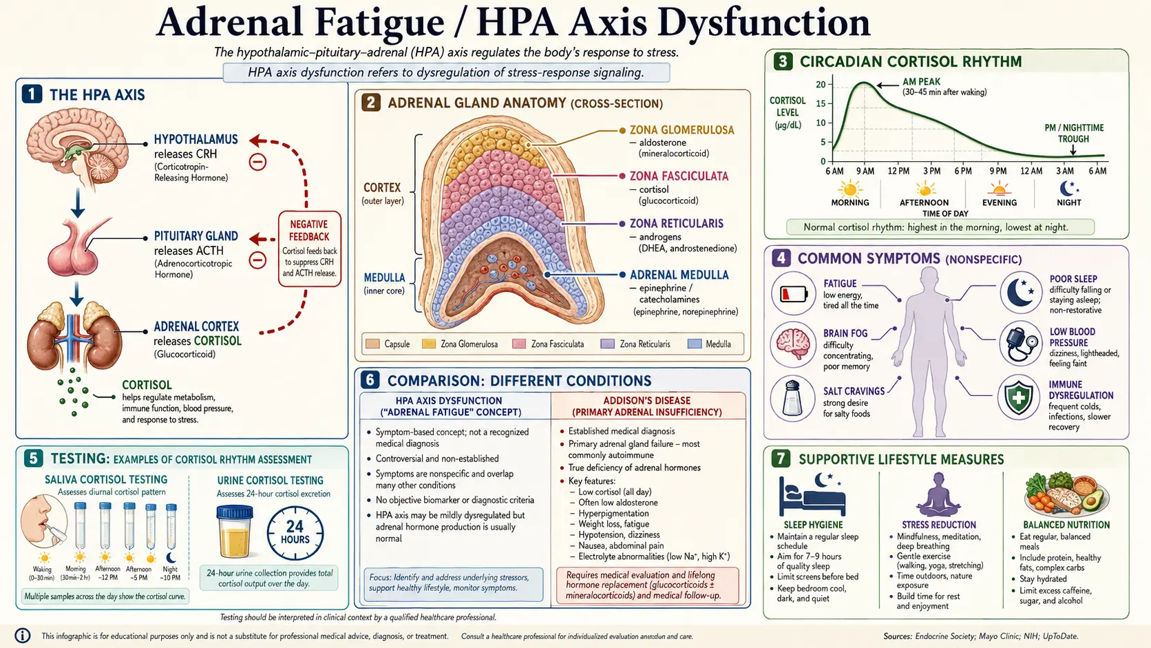 Adrenal Fatigue — scientific infographic poster