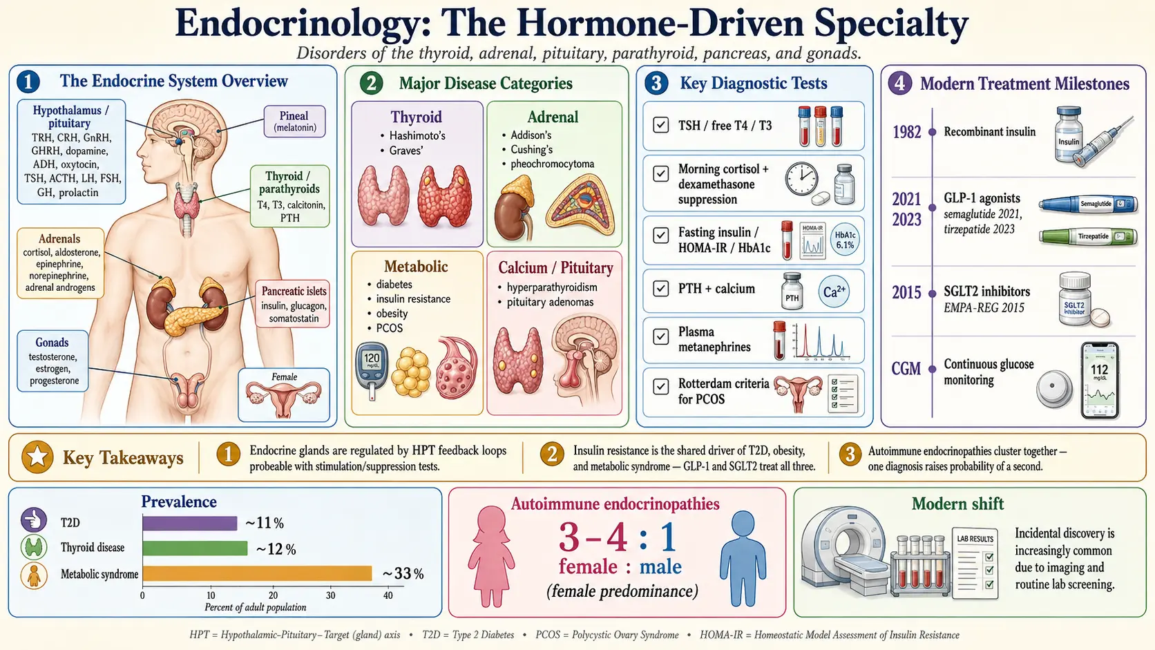Endocrinology — scientific infographic poster