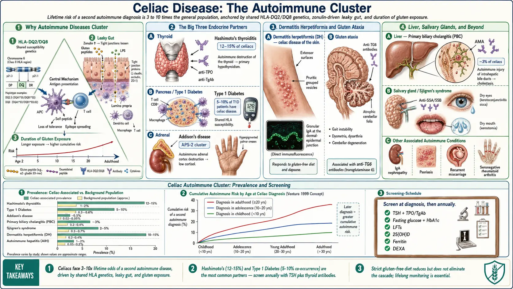 Associated Autoimmune Conditions — scientific infographic poster