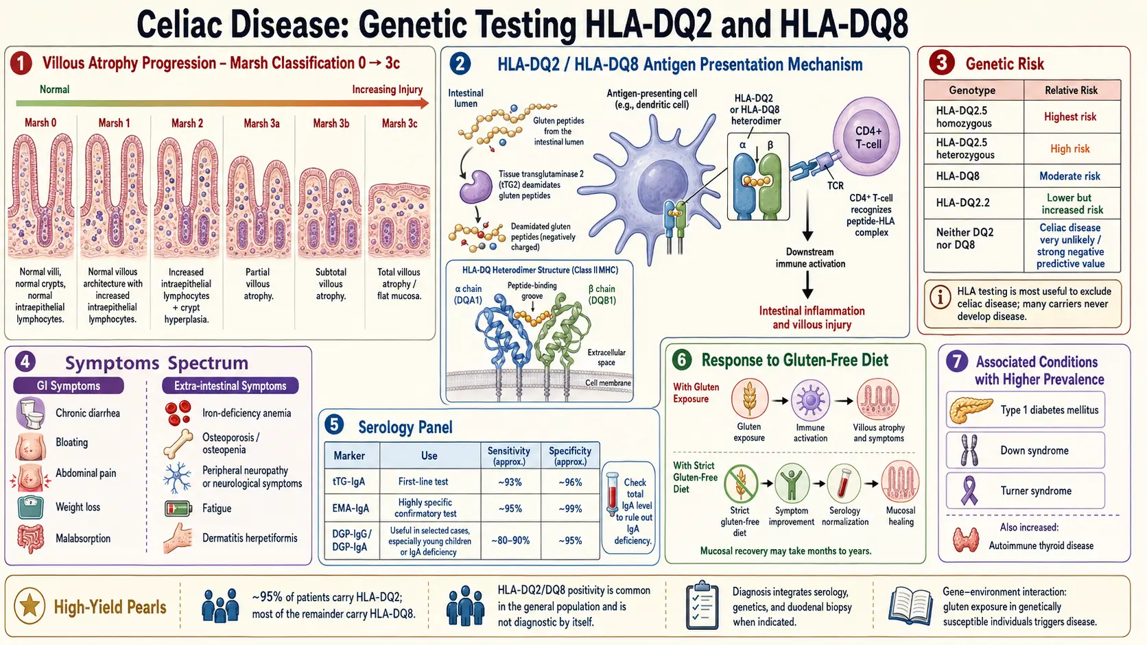 Genetic Testing HLA DQ2 and DQ8 — scientific infographic poster