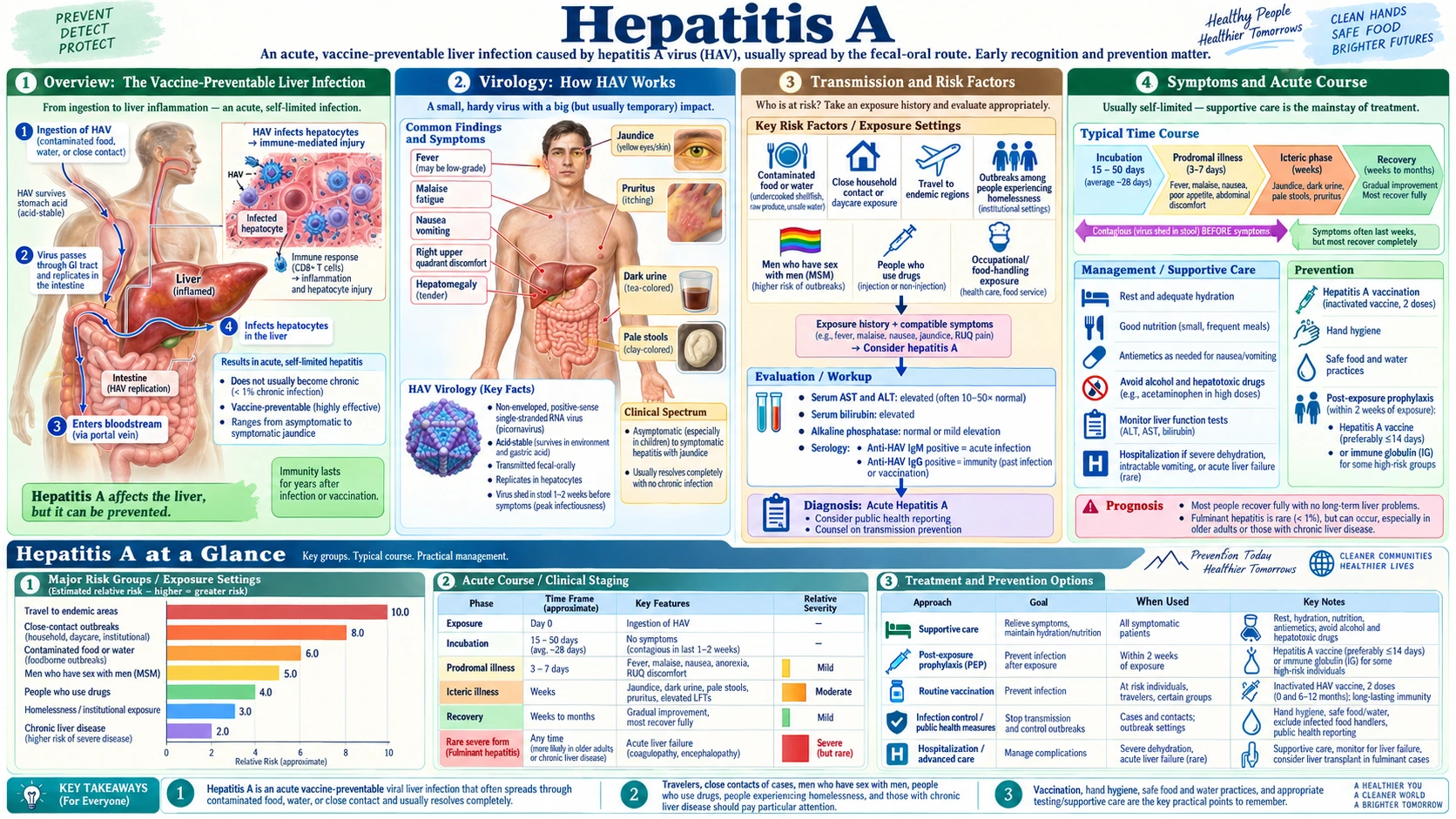 Hepatitis A — scientific infographic poster
