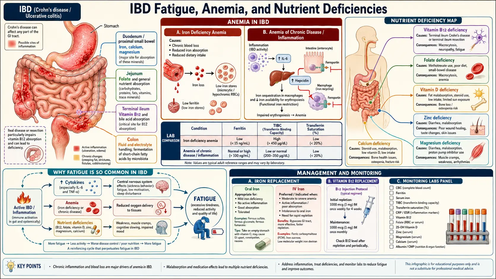 Fatigue Anemia and Nutrient Deficiencies — scientific infographic poster