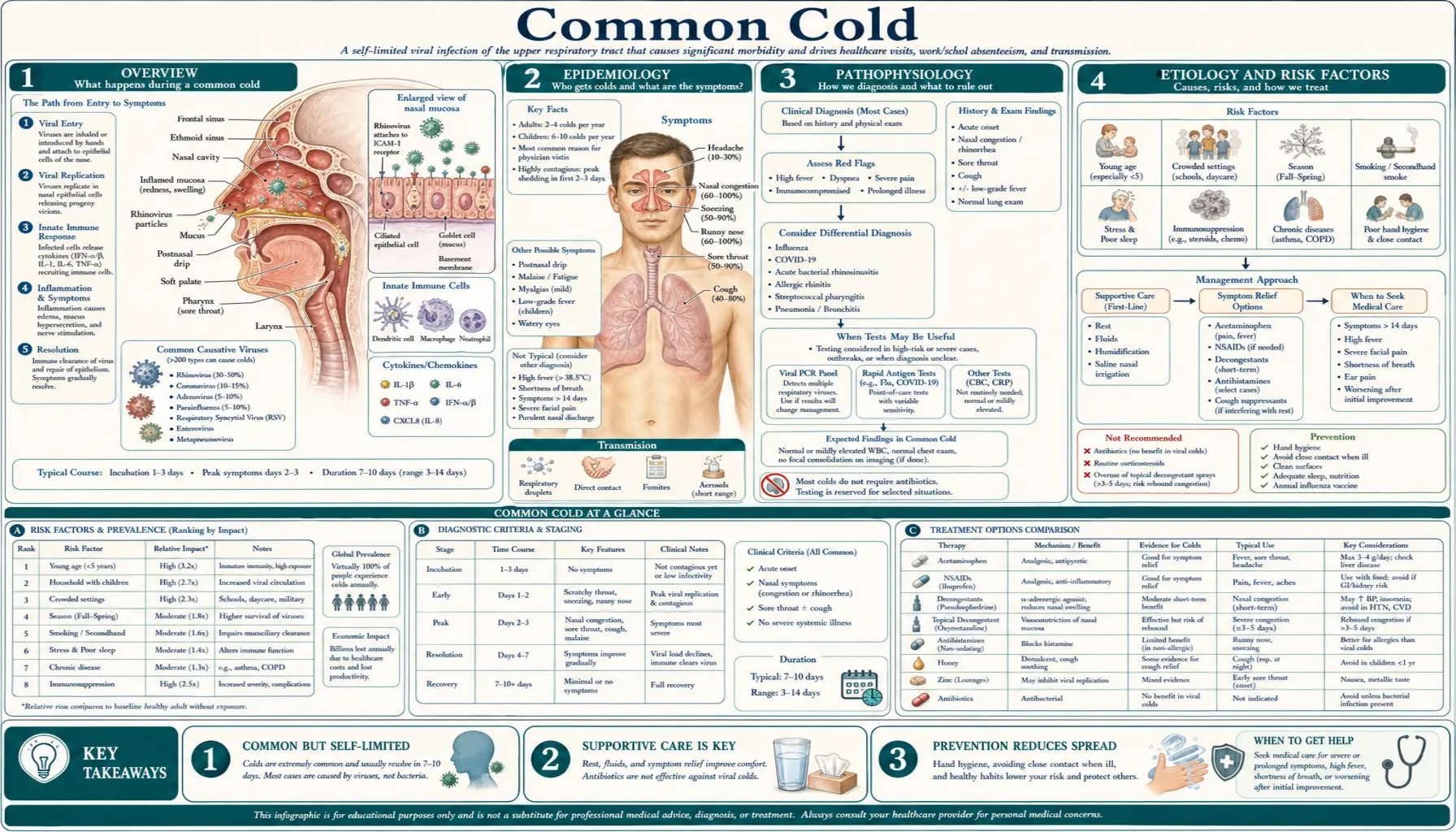 Common Cold — scientific infographic poster
