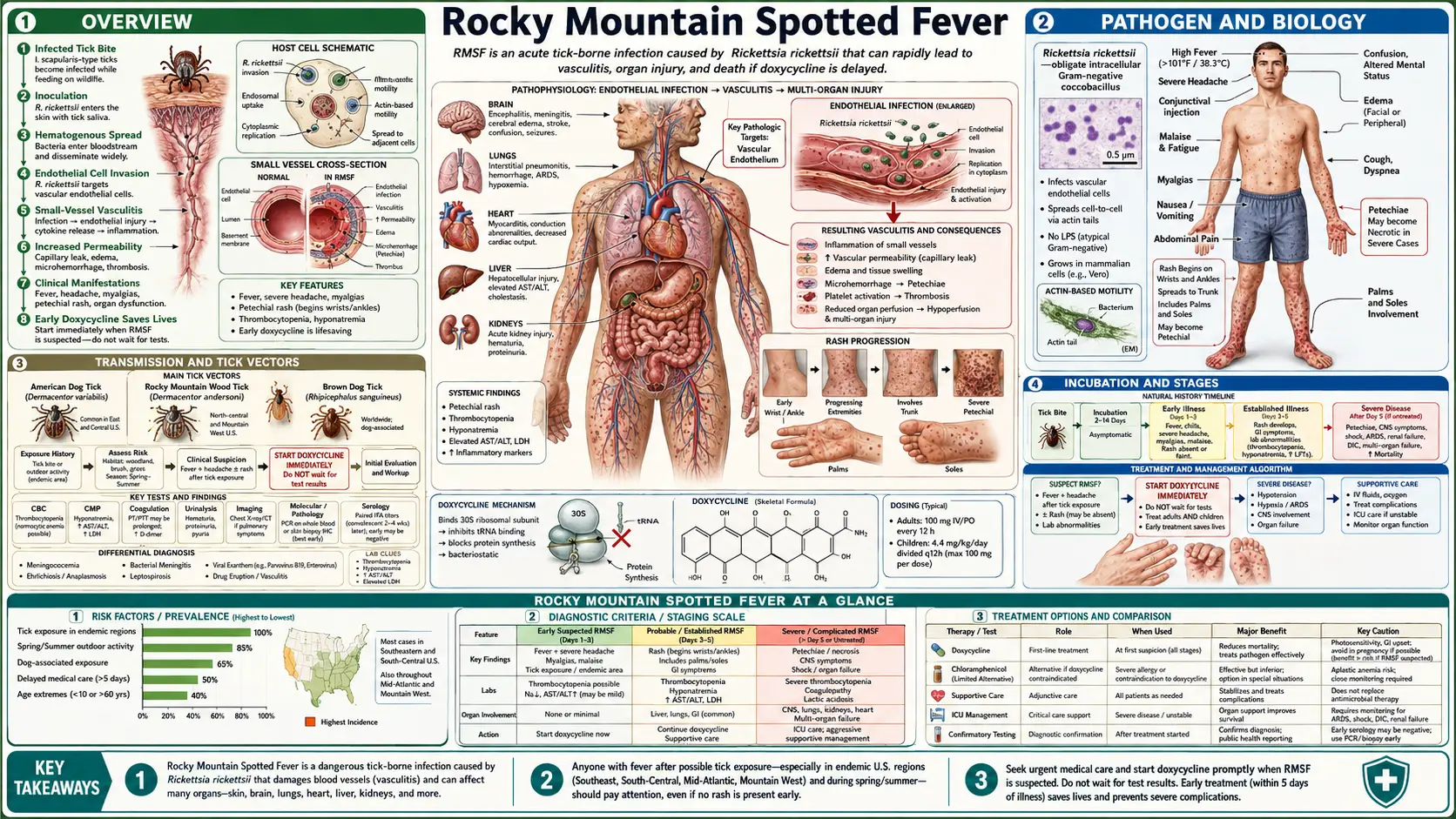 Rocky Mountain Spotted Fever — scientific infographic poster