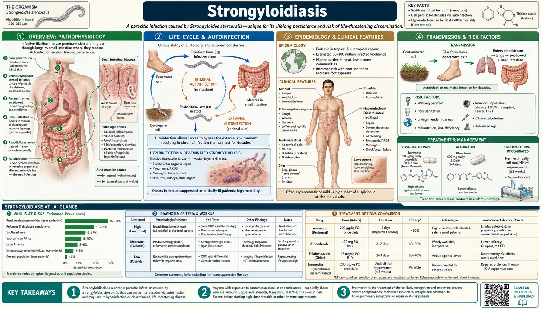 Strongyloidiasis — scientific infographic poster